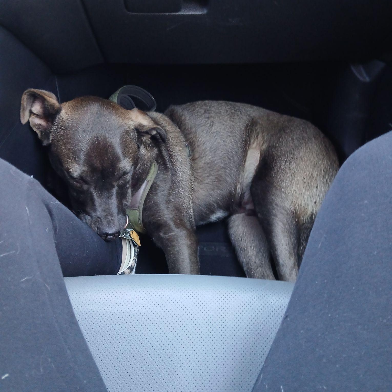 Enlarge Scout, a ADOPTABLE mixed breed in West Valley, UT image 4/4