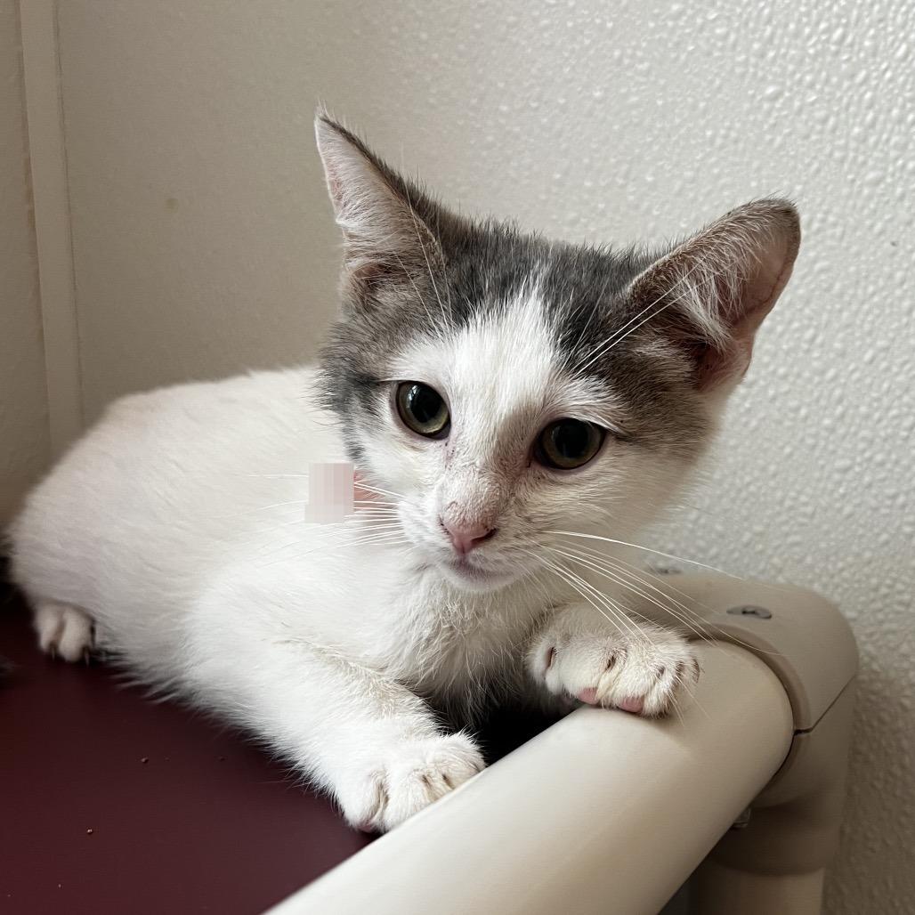 Enlarge Matthew Purry, a Adoptable Domestic Short Hair in Brighton, MO image 1/3