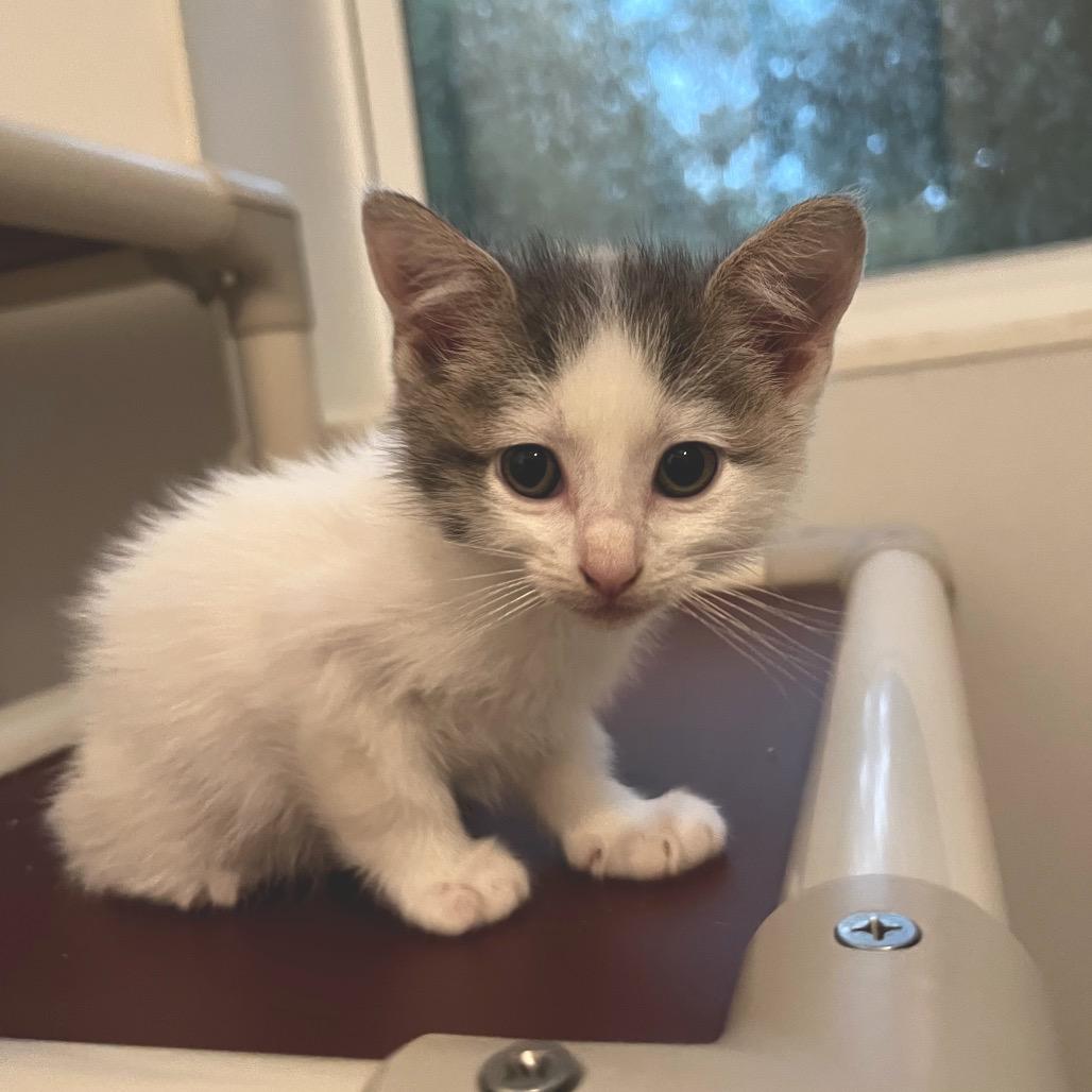 Enlarge Matthew Purry, a Adoptable Domestic Short Hair in Brighton, MO image 2/3