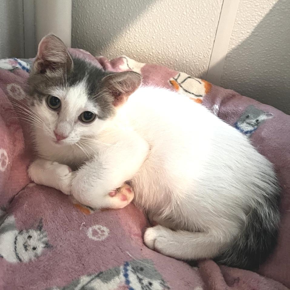 Enlarge Matthew Purry, a Adoptable Domestic Short Hair in Brighton, MO image 3/3