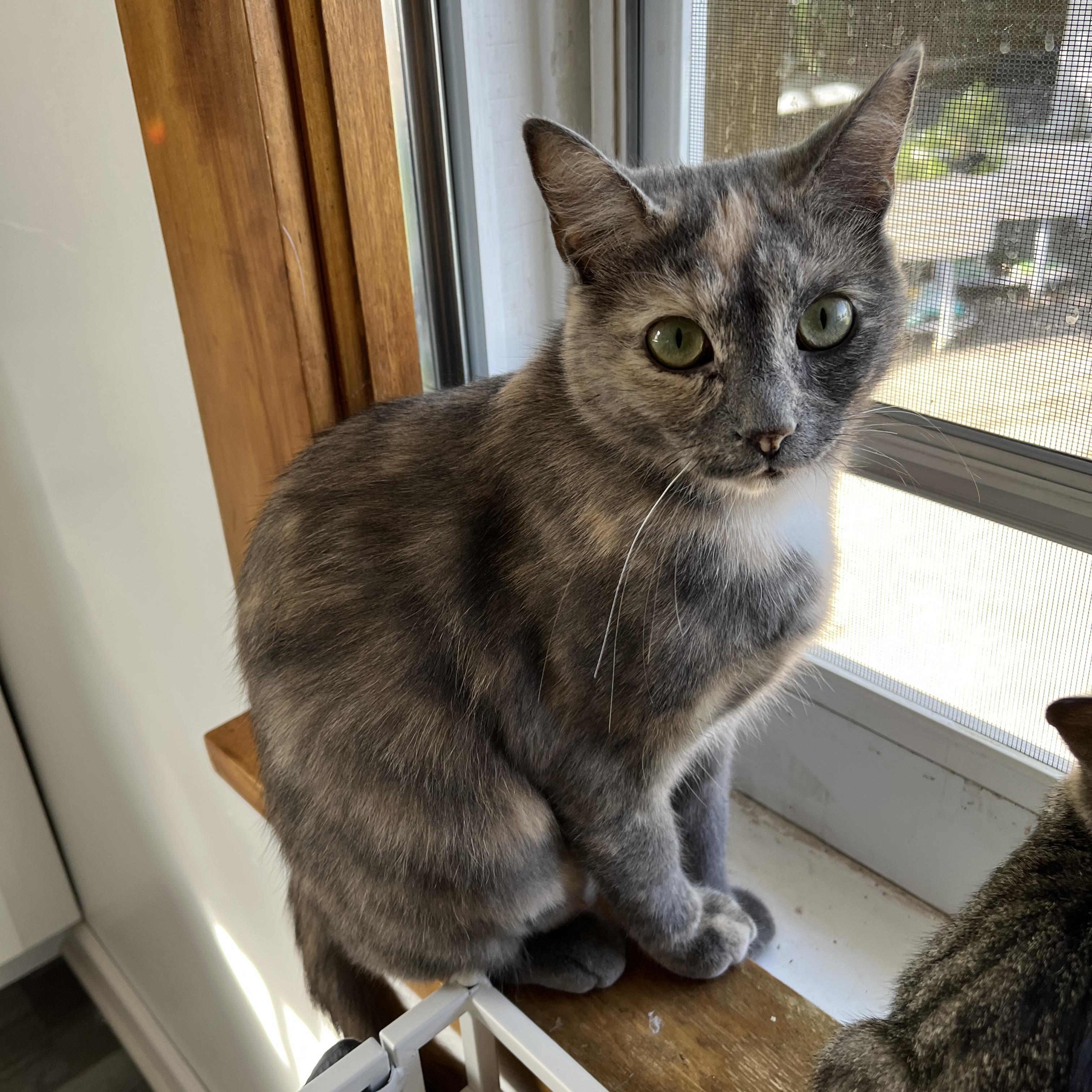 Enlarge Papaya, a Adopted Domestic Short Hair in Neenah, WI image 6/6