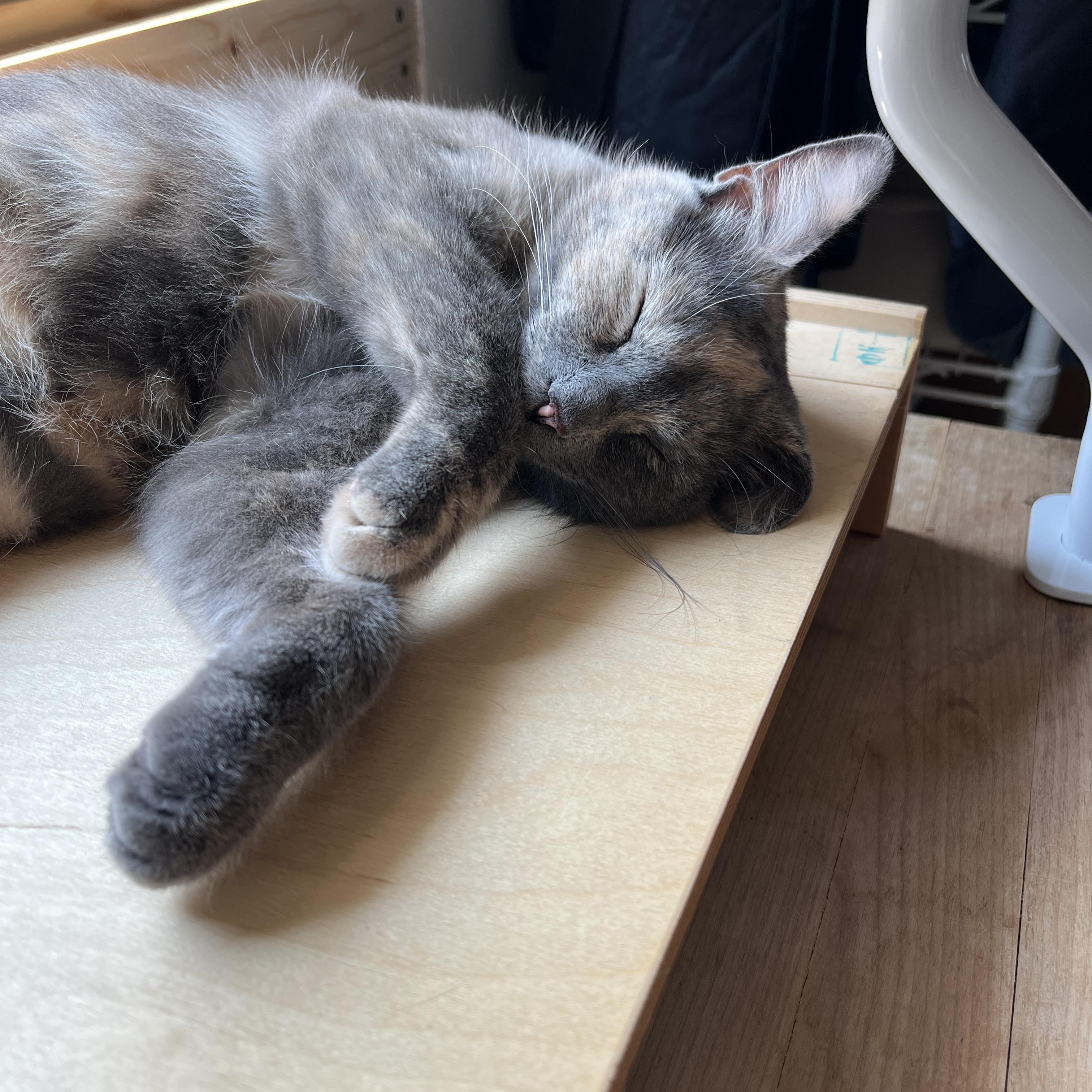 Enlarge Papaya, a Adopted Domestic Short Hair in Neenah, WI image 3/6