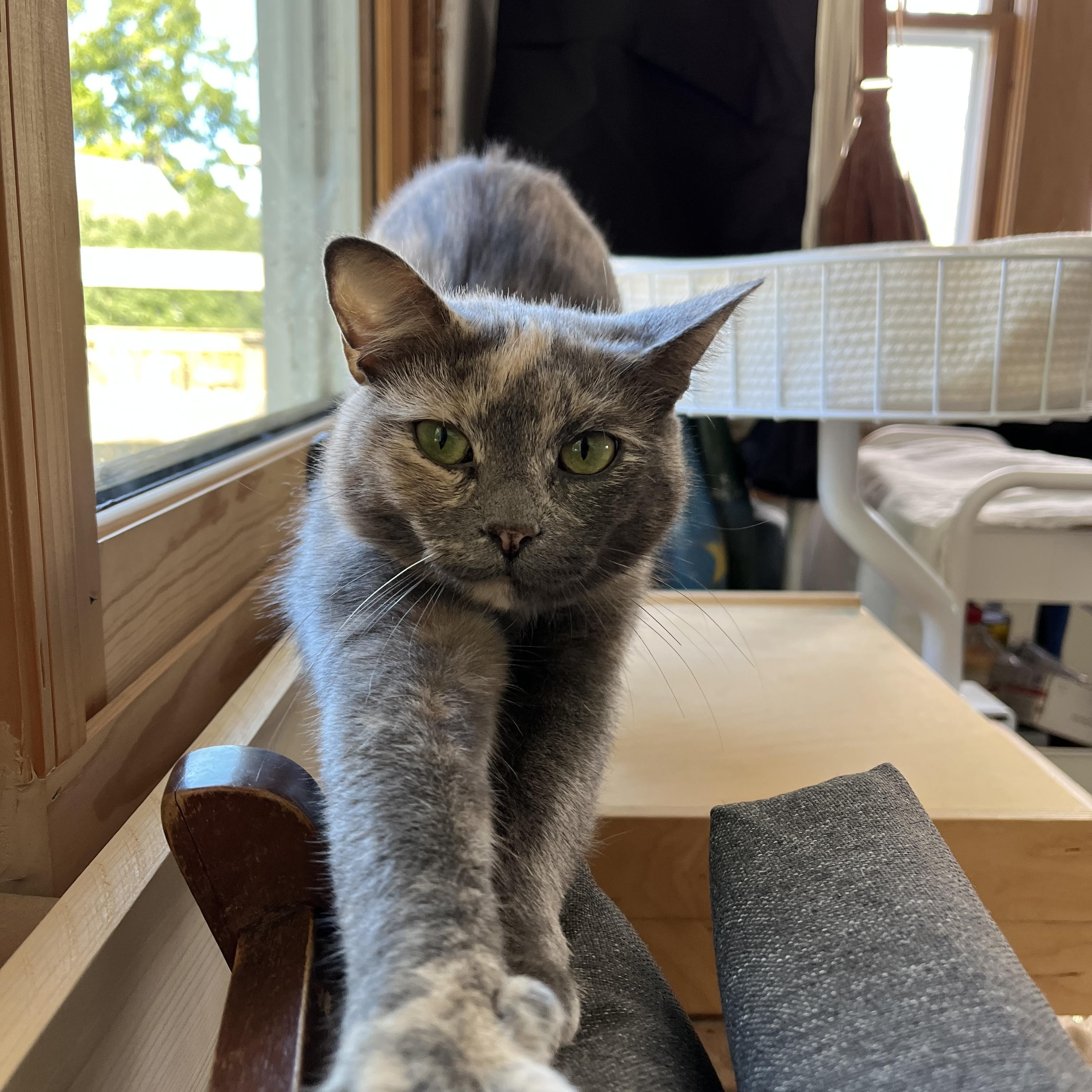 Enlarge Papaya, a Adopted Domestic Short Hair in Neenah, WI image 4/6