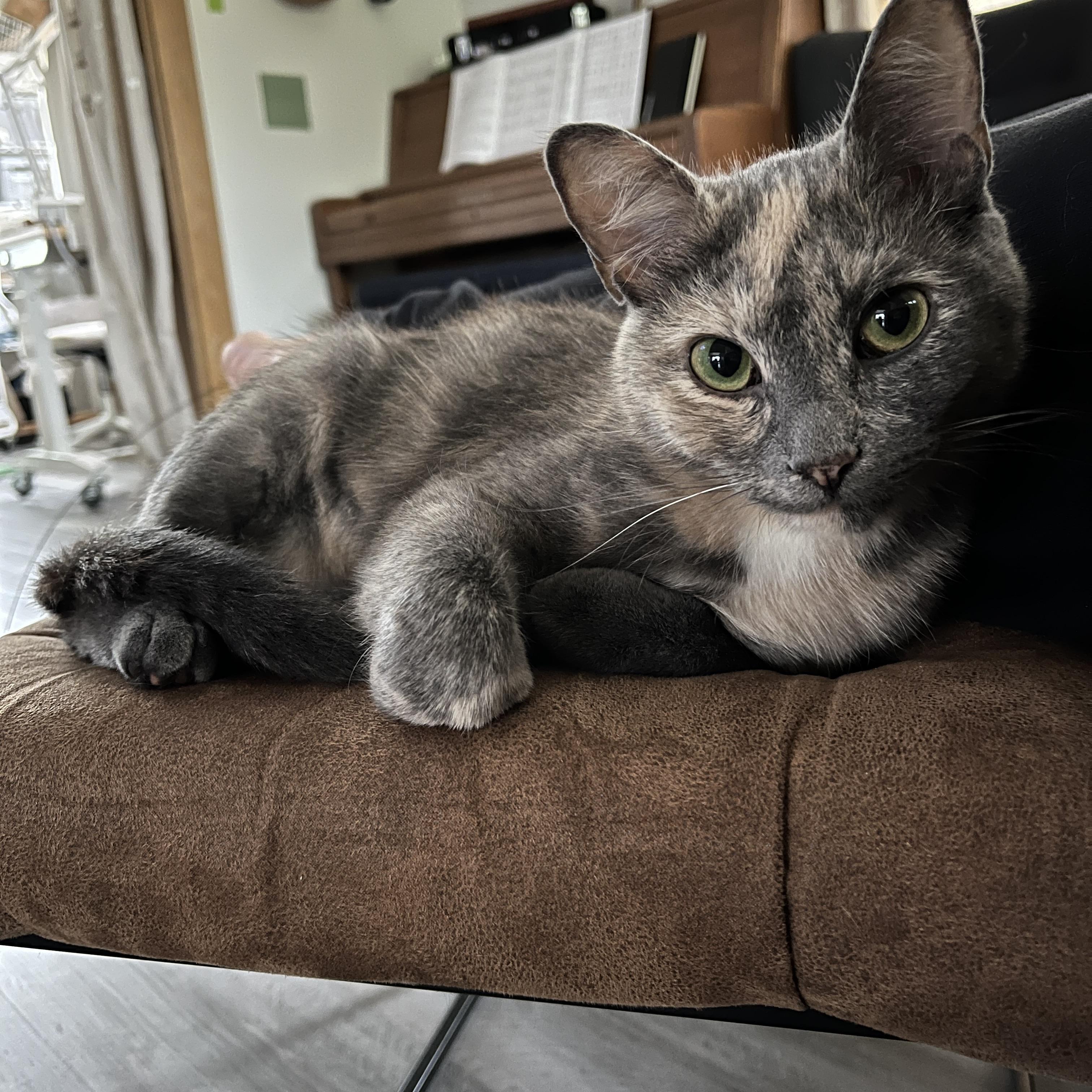 Papaya, Adoptable, Young Female Domestic Short Hair.