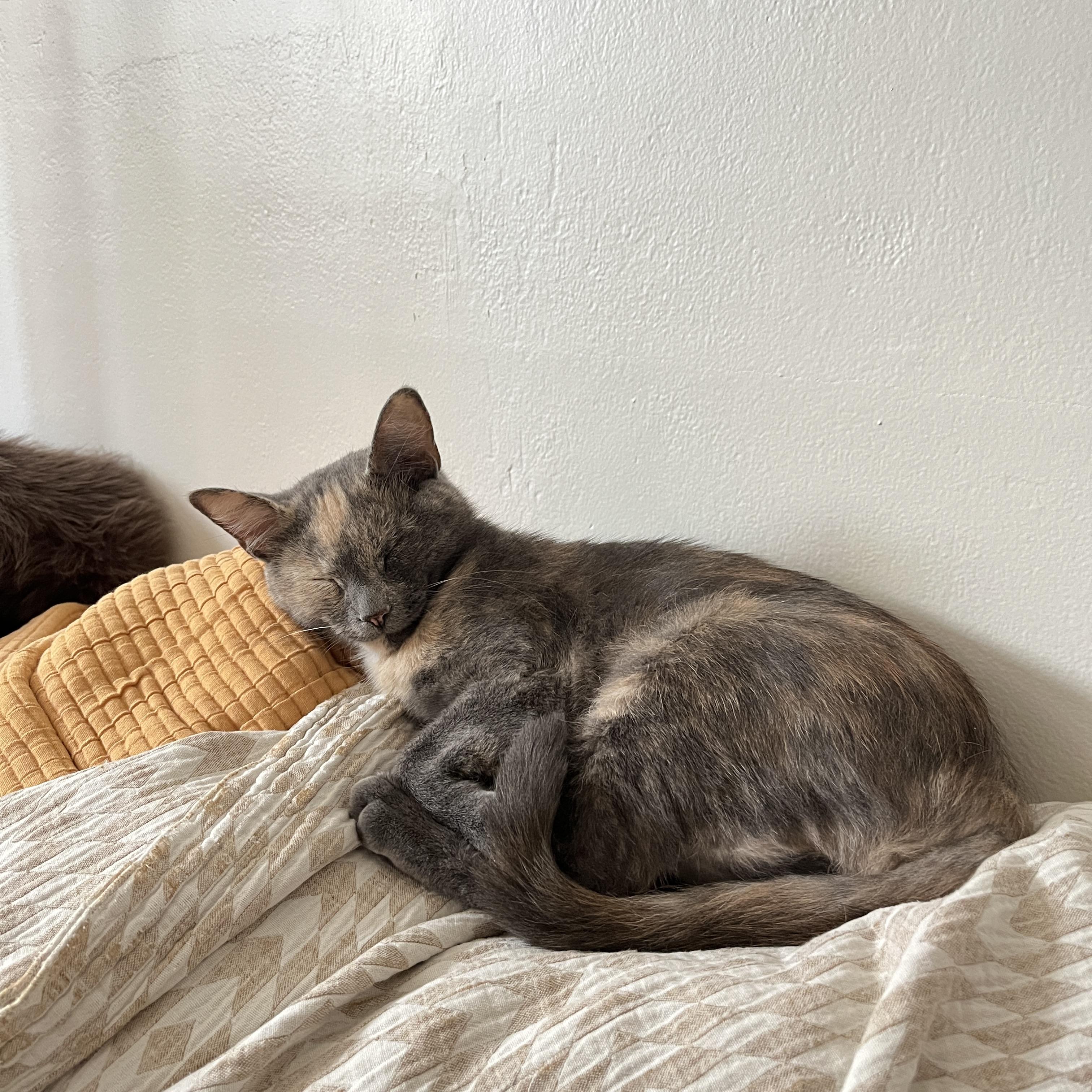 Enlarge Papaya, a Adopted Domestic Short Hair in Neenah, WI image 5/6