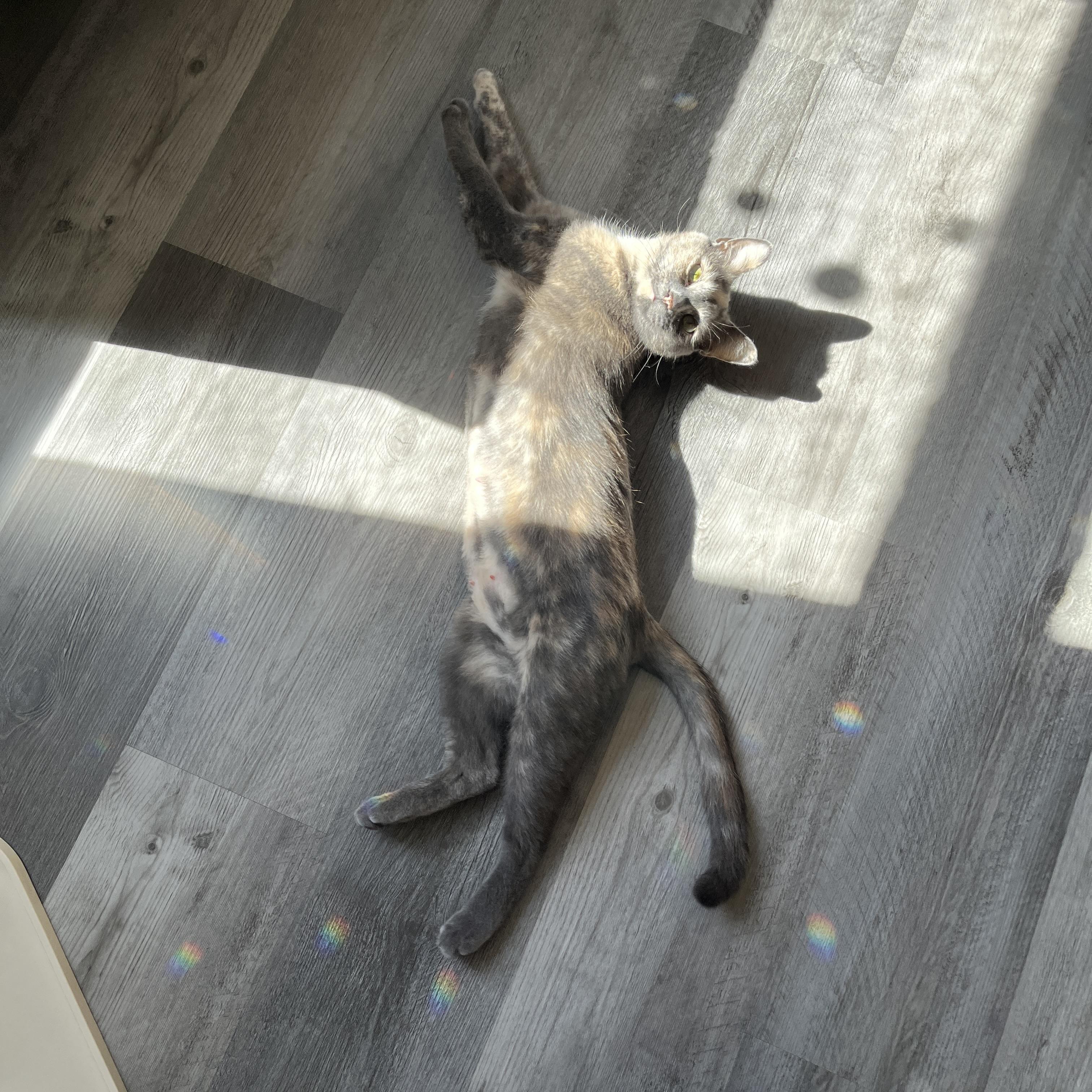 Enlarge Papaya, a Adopted Domestic Short Hair in Neenah, WI image 2/6