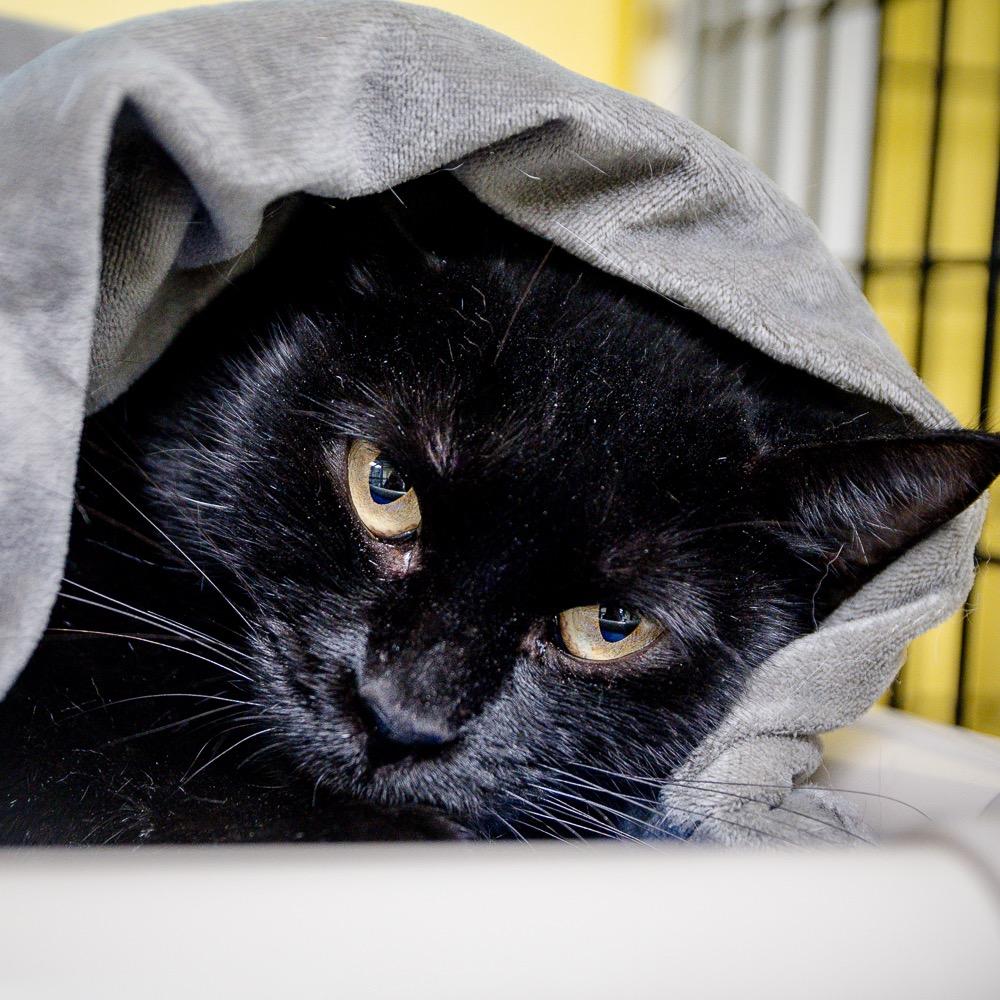 Dorothy, Adoptable, Adult Female Domestic Short Hair.