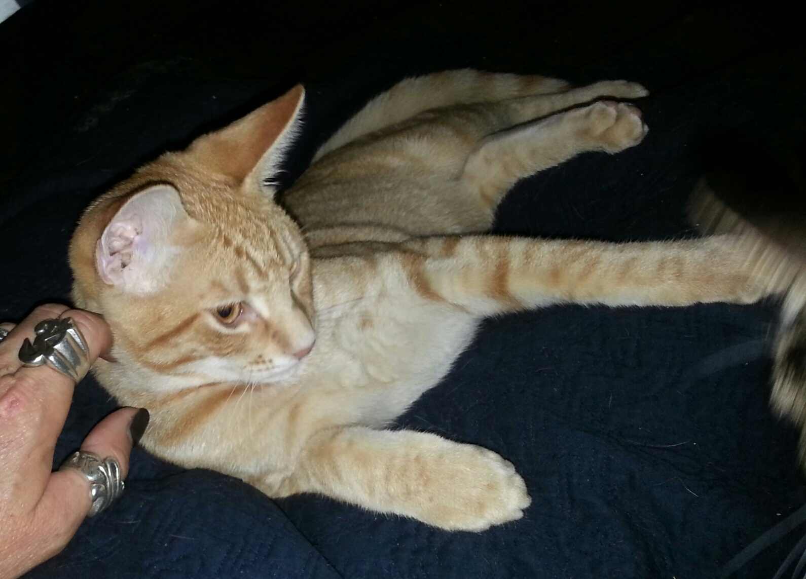 Enlarge Twister, a Adoptable Domestic Short Hair in West Palm Beach, FL image 1/6