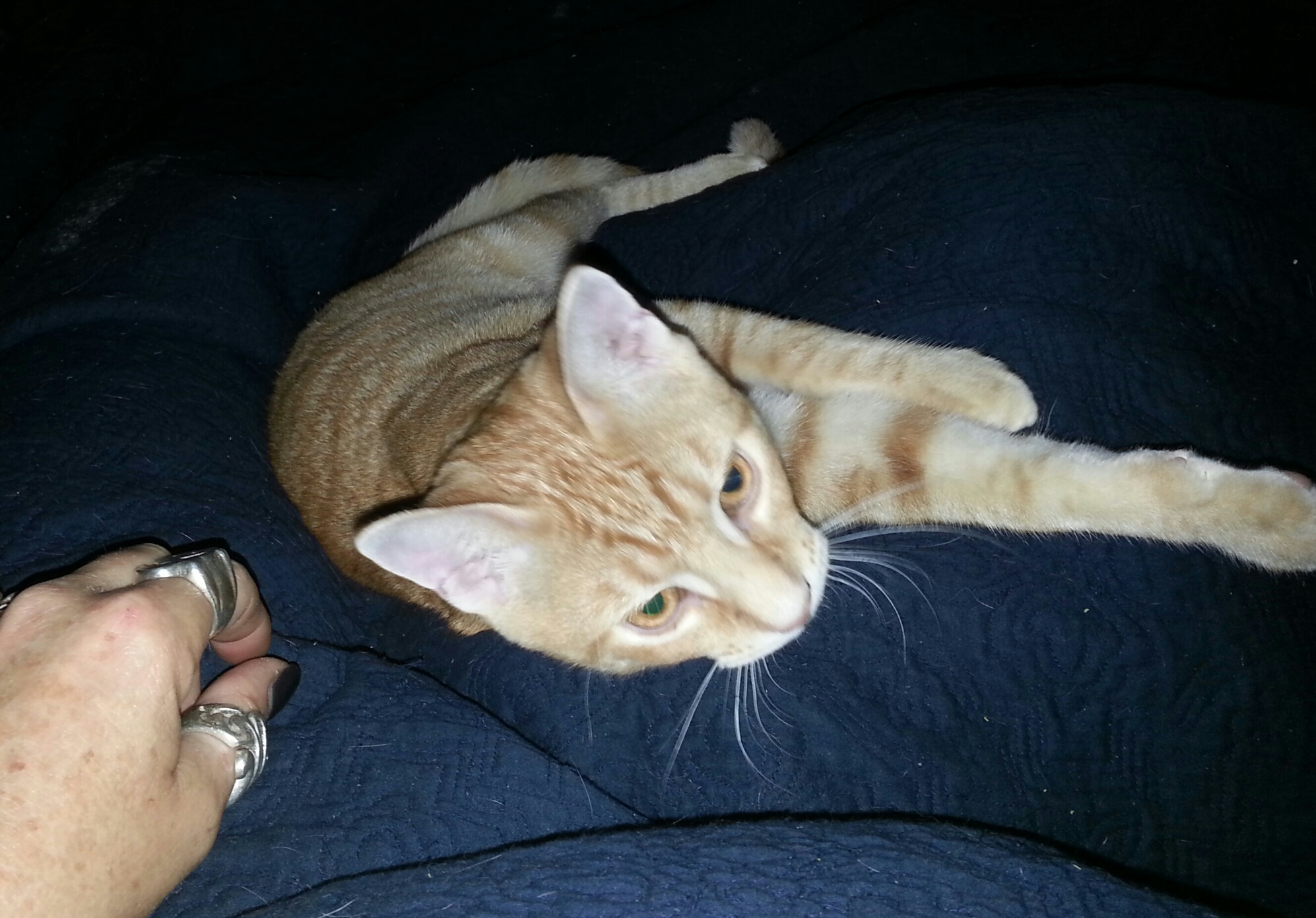 Enlarge Twister, a Adoptable Domestic Short Hair in West Palm Beach, FL image 2/6