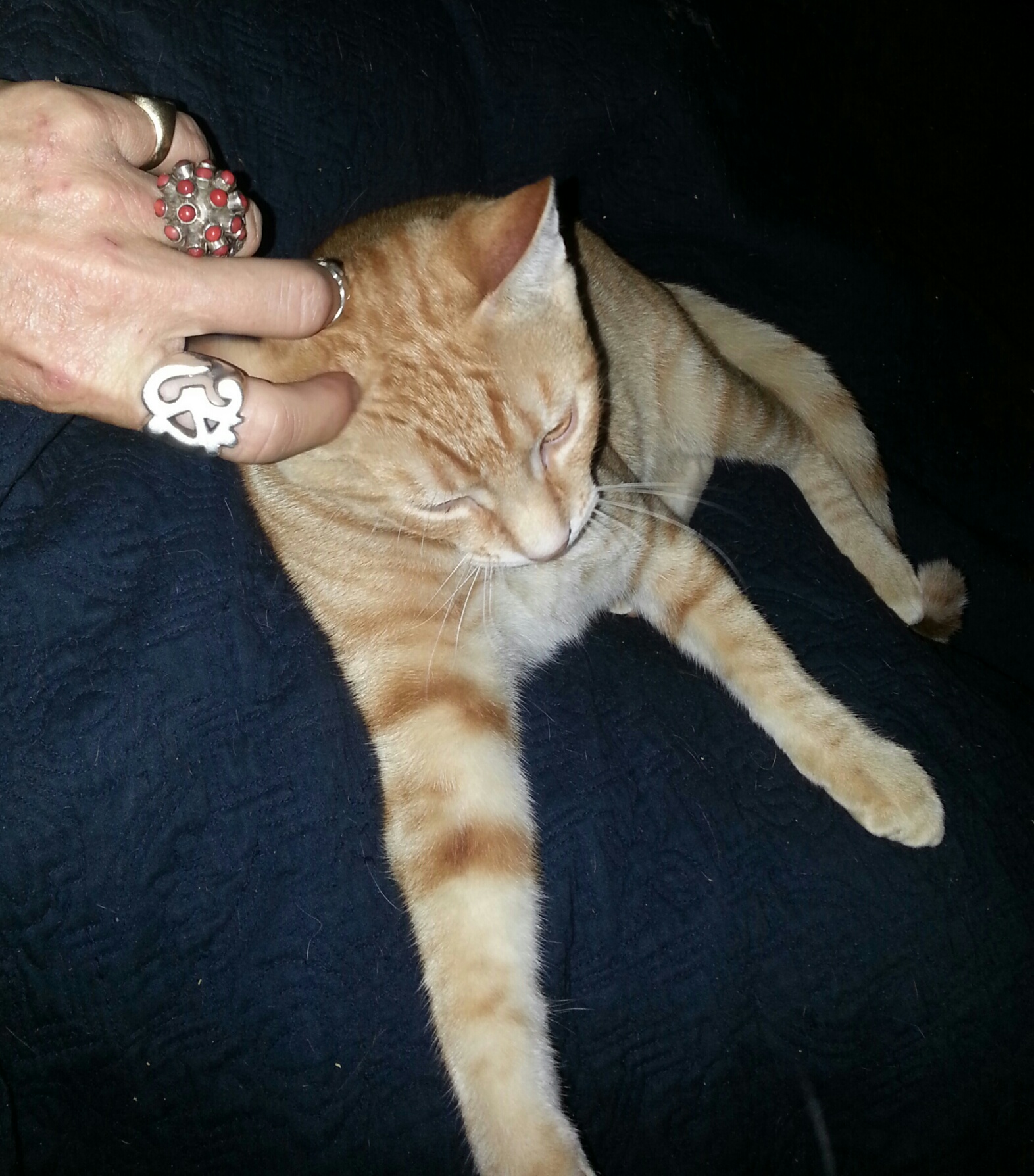 Enlarge Twister, a Adoptable Domestic Short Hair in West Palm Beach, FL image 3/6