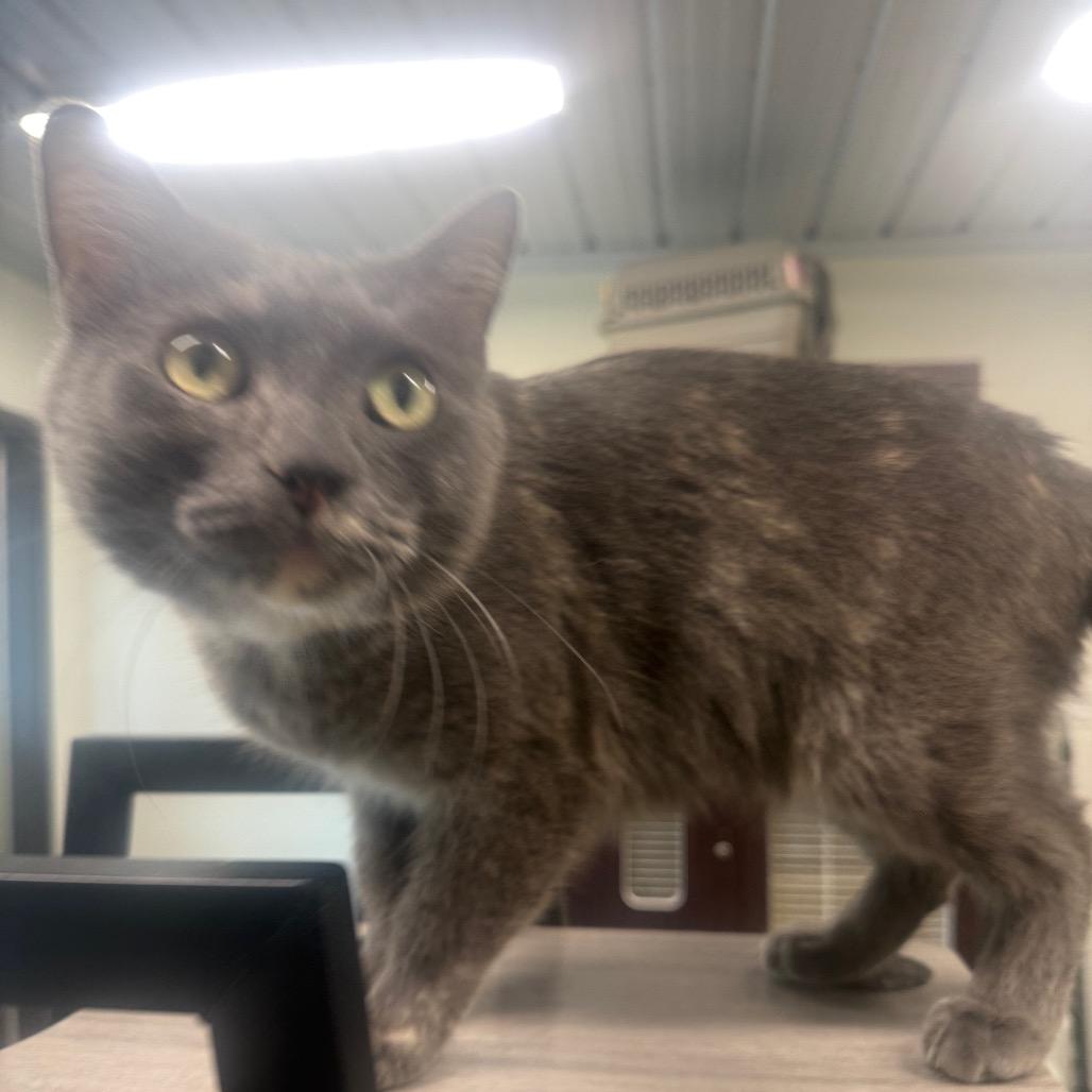 Yolanda, Adoptable, Adult Female Domestic Short Hair.