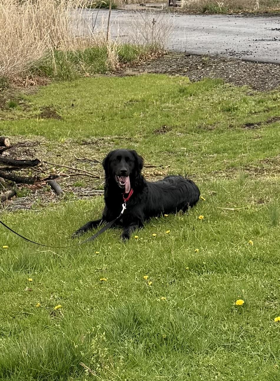 Ralphie, Adopted, Young Male Border Collie.