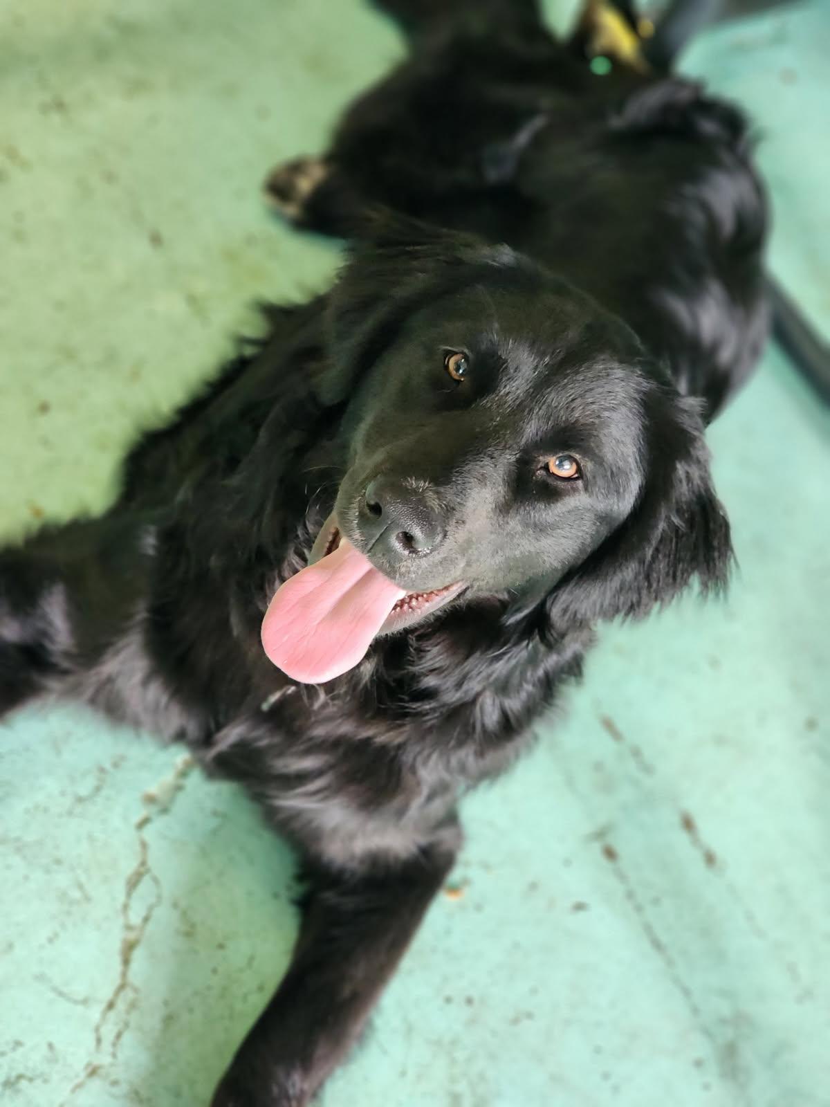 Enlarge Ralphie, a Adopted mixed breed in Milton, PA image 2/3