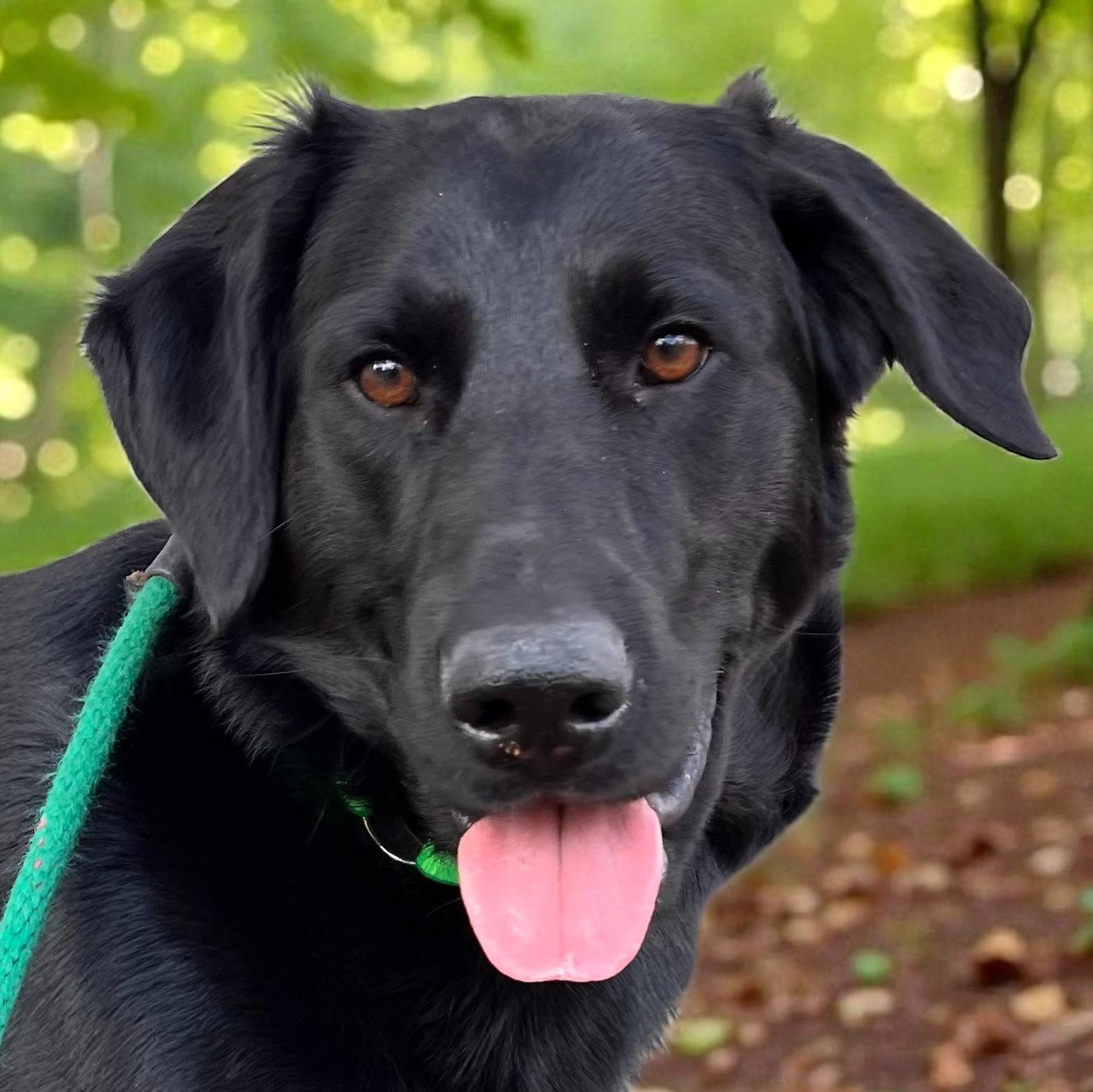 Enlarge Topper, a ADOPTABLE mixed breed in Cedar Mountain, NC image 4/6