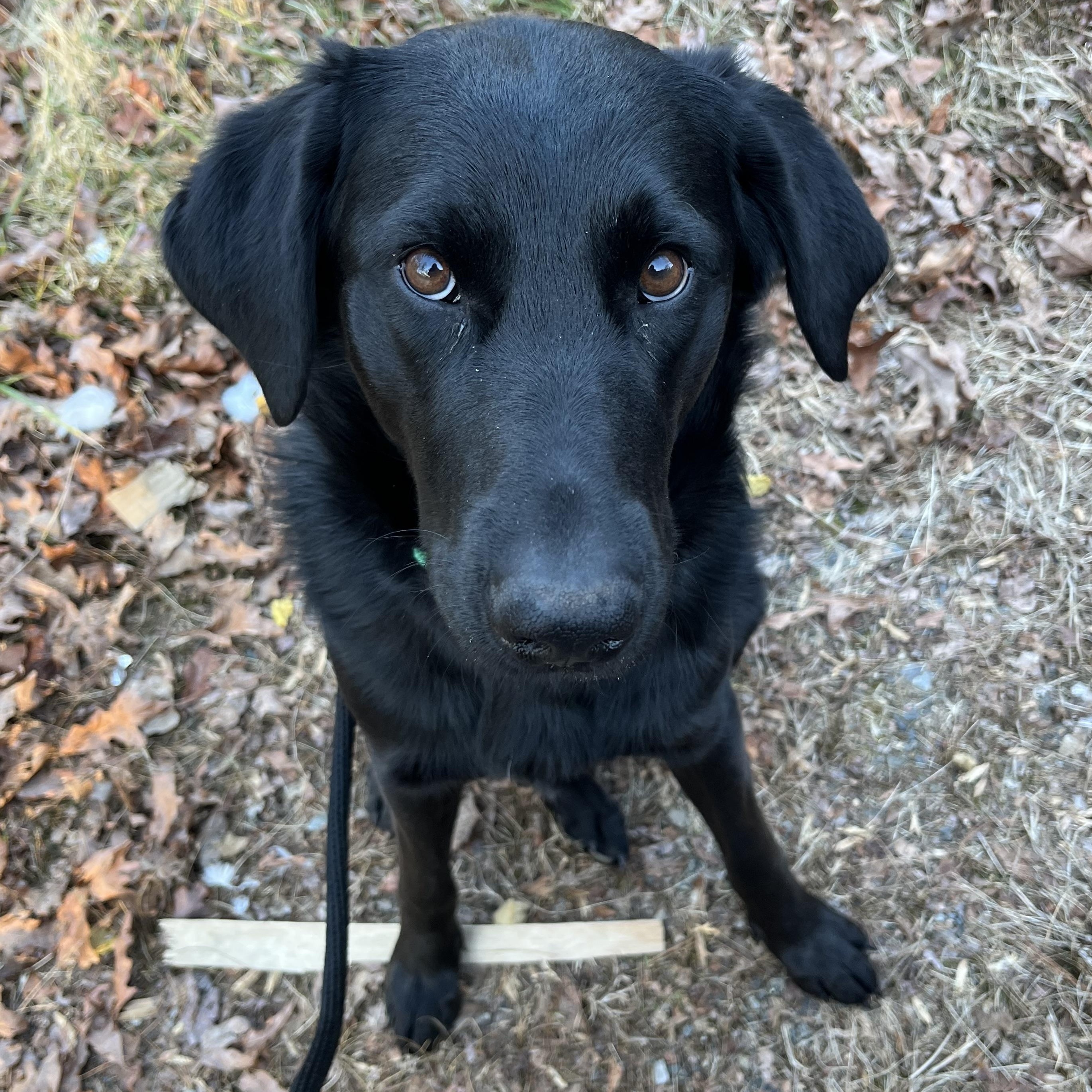 Enlarge Topper, a ADOPTABLE mixed breed in Cedar Mountain, NC image 3/6