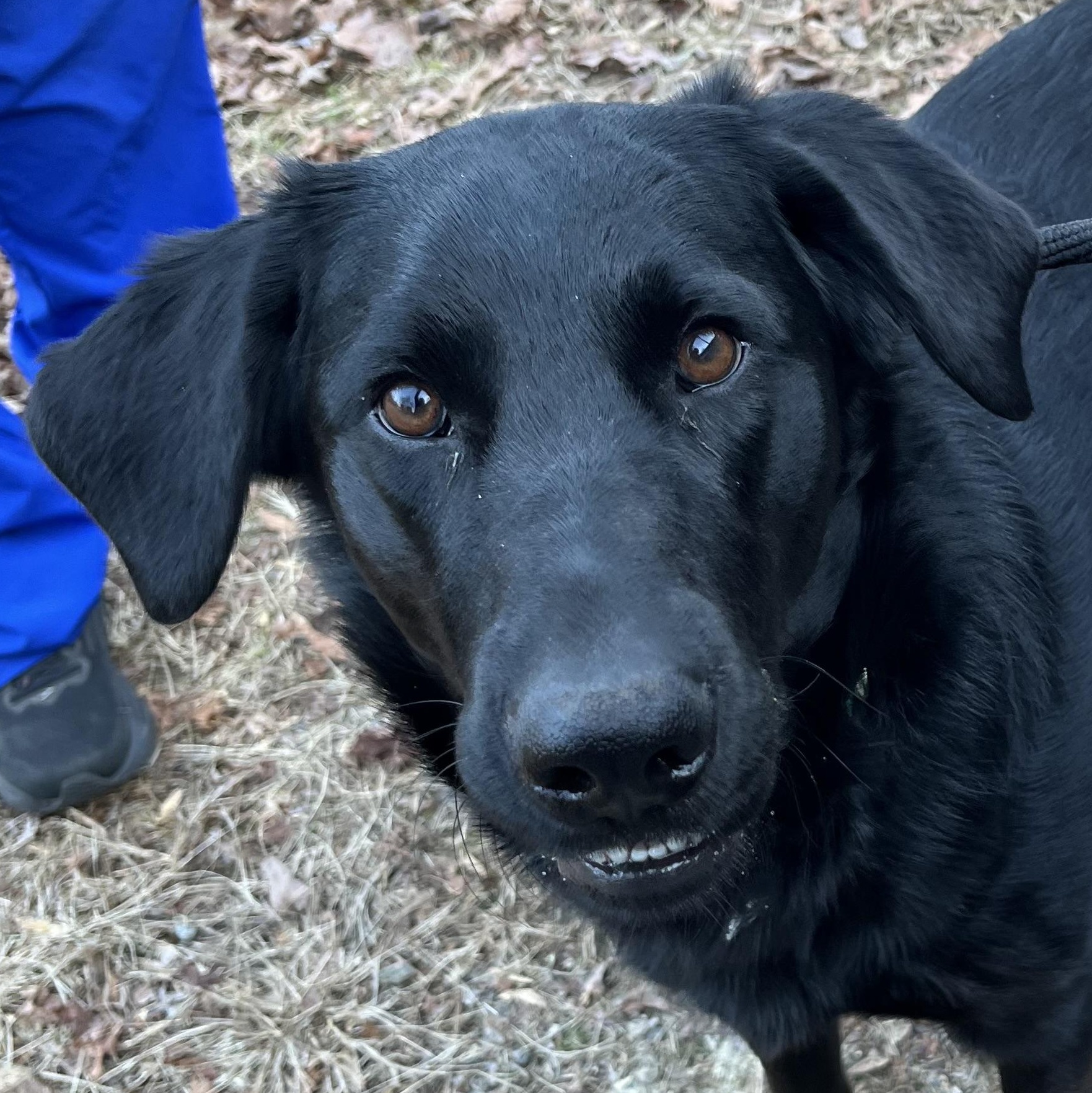 Enlarge Topper, a ADOPTABLE mixed breed in Cedar Mountain, NC image 5/6