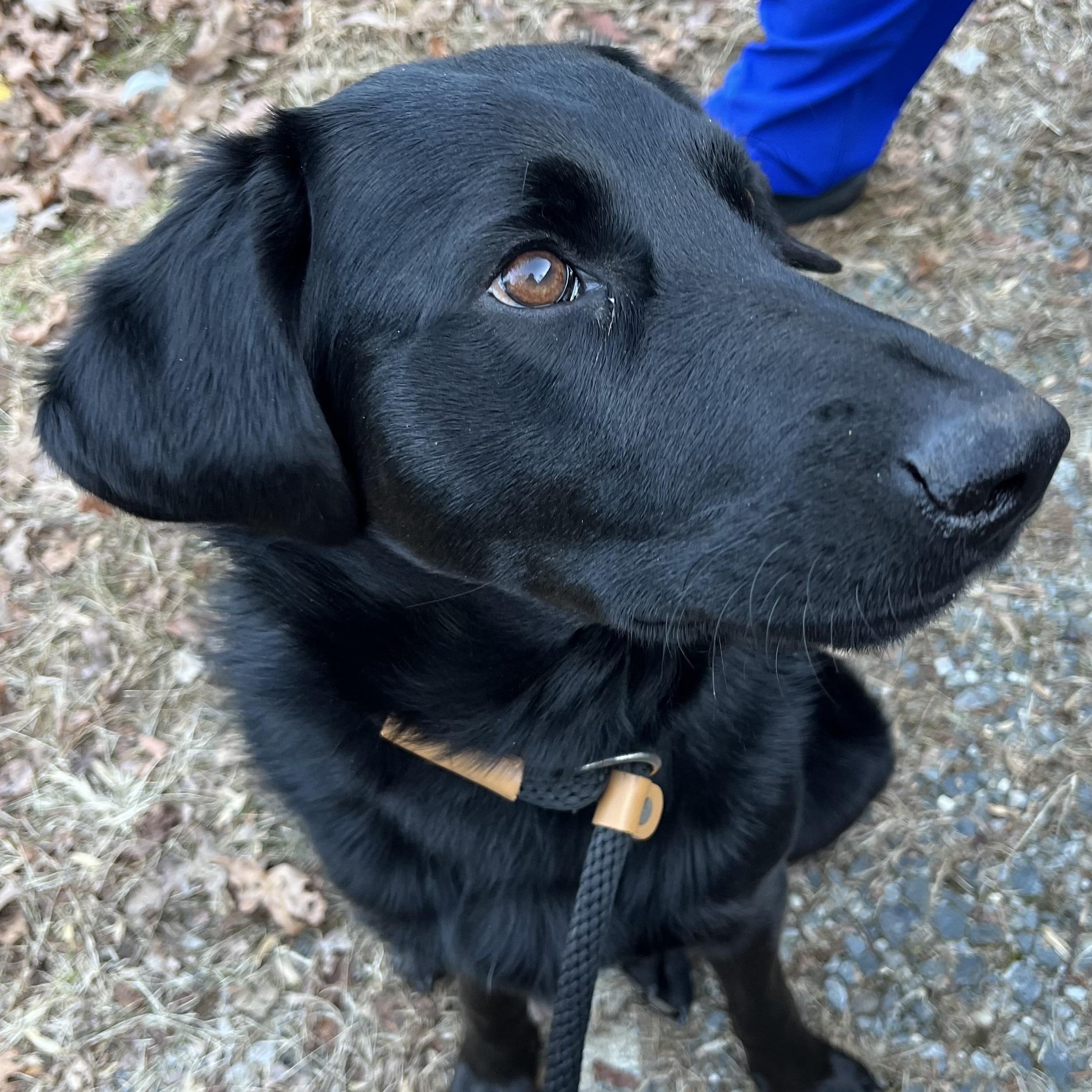 Enlarge Topper, a ADOPTABLE mixed breed in Cedar Mountain, NC image 6/6