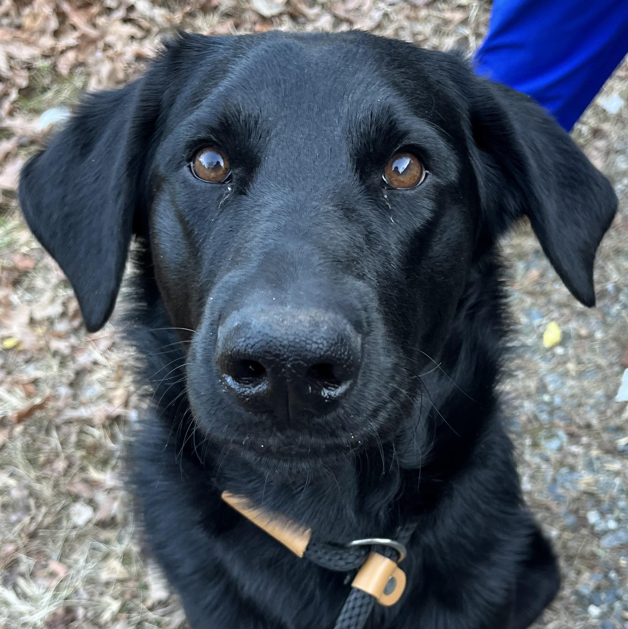 Enlarge Topper, a ADOPTABLE mixed breed in Cedar Mountain, NC image 2/6