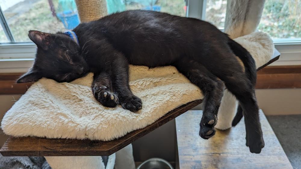 Enlarge Foreman, a Adoptable Domestic Short Hair in Cleveland, OH image 1/1