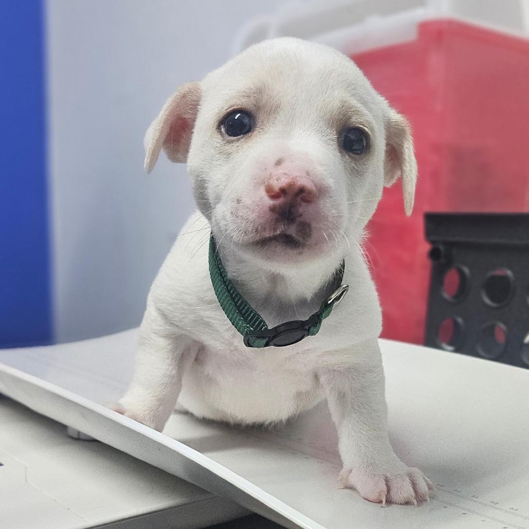 Stevie, Adoptable, Puppy Male Jack Russell Terrier & Cardigan Welsh Corgi.