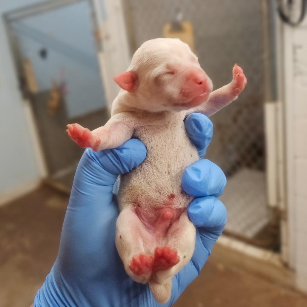 Enlarge Stevie, a Adoptable mixed breed in Wahiawa, HI image 2/2