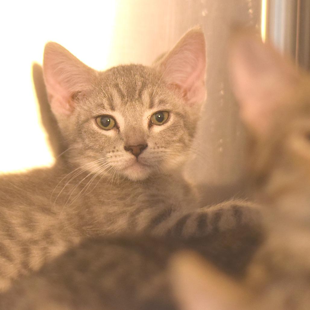 Ella - PetSmart Belleville, Adoptable, Kitten Female Domestic Medium Hair.