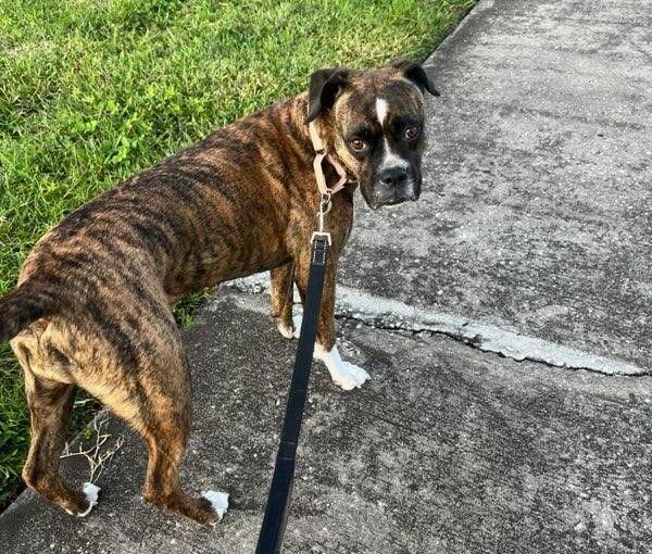 Enlarge Oakley F25-022, a Adopted Boxer in Crestview, FL image 1/3