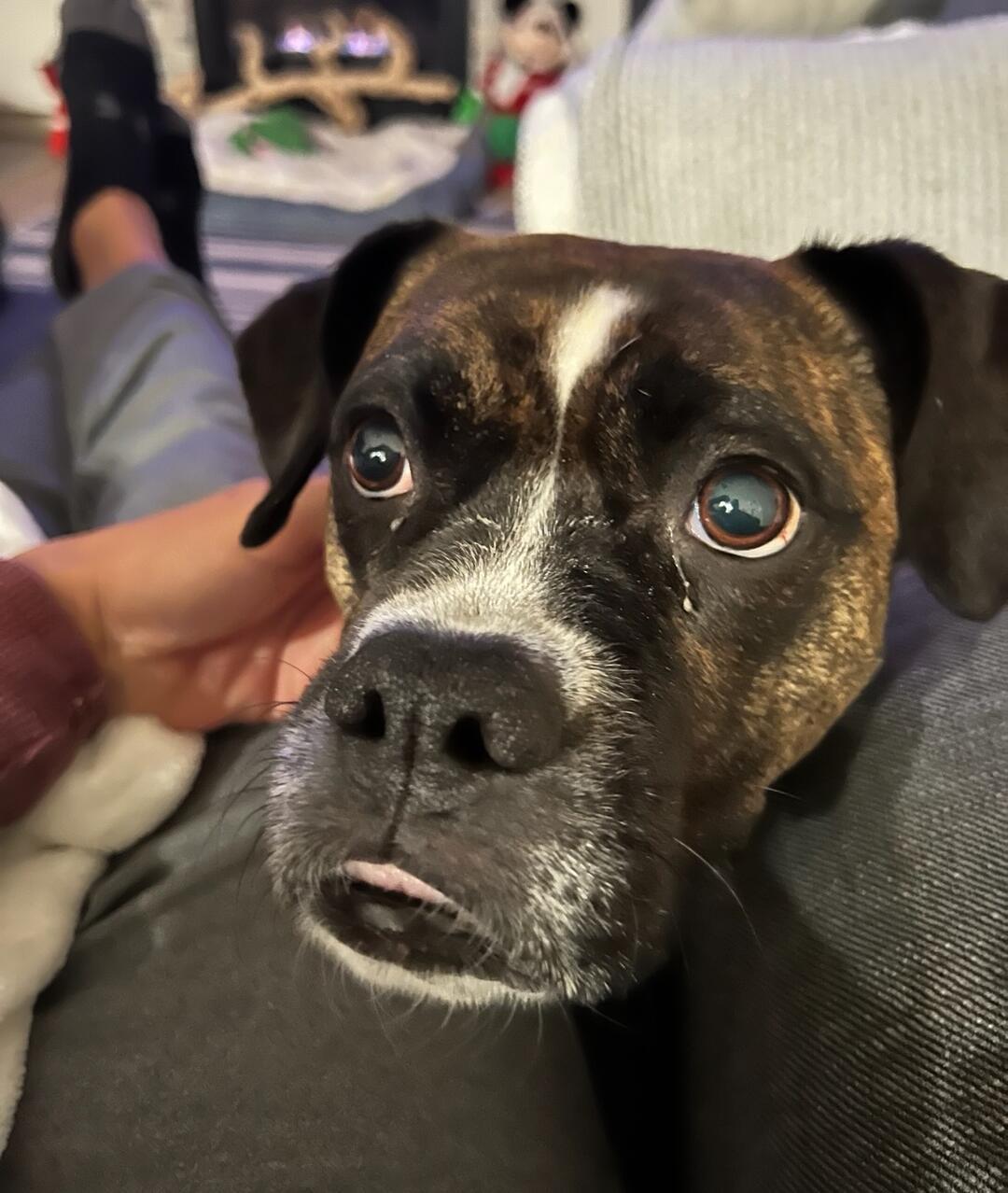 Enlarge Oakley F25-022, a Adopted Boxer in Crestview, FL image 3/3