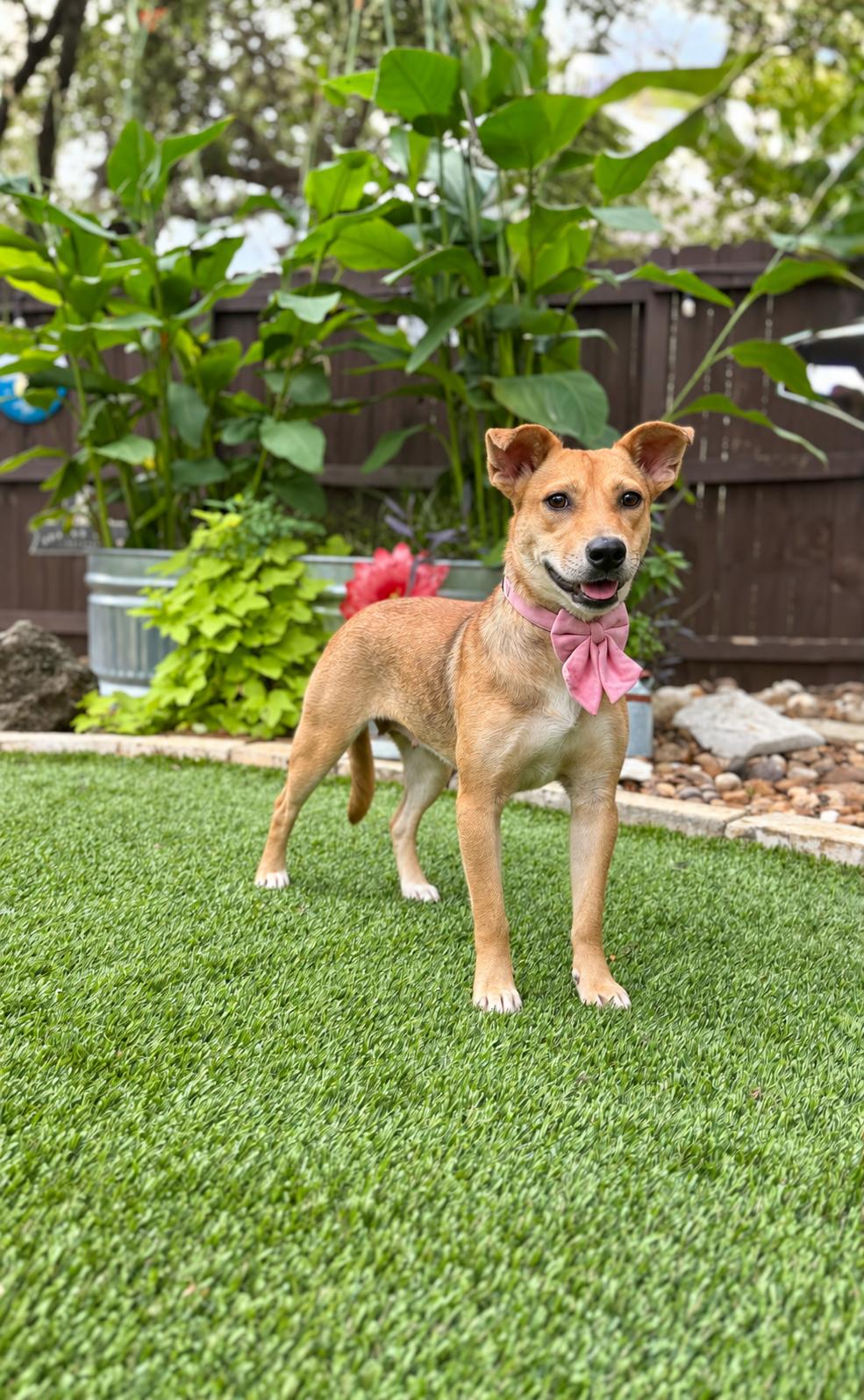 Enlarge July, a Adoptable mixed breed in West Islip, NY image 2/4