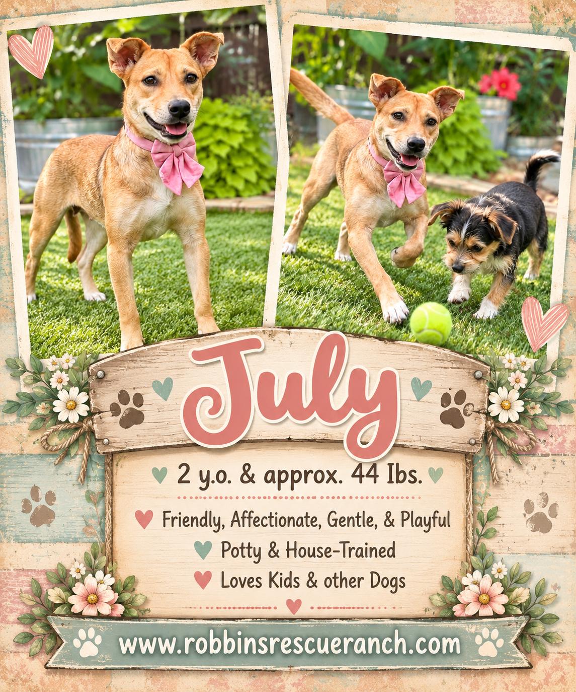 July, Adoptable, Adult Female Labrador Retriever.