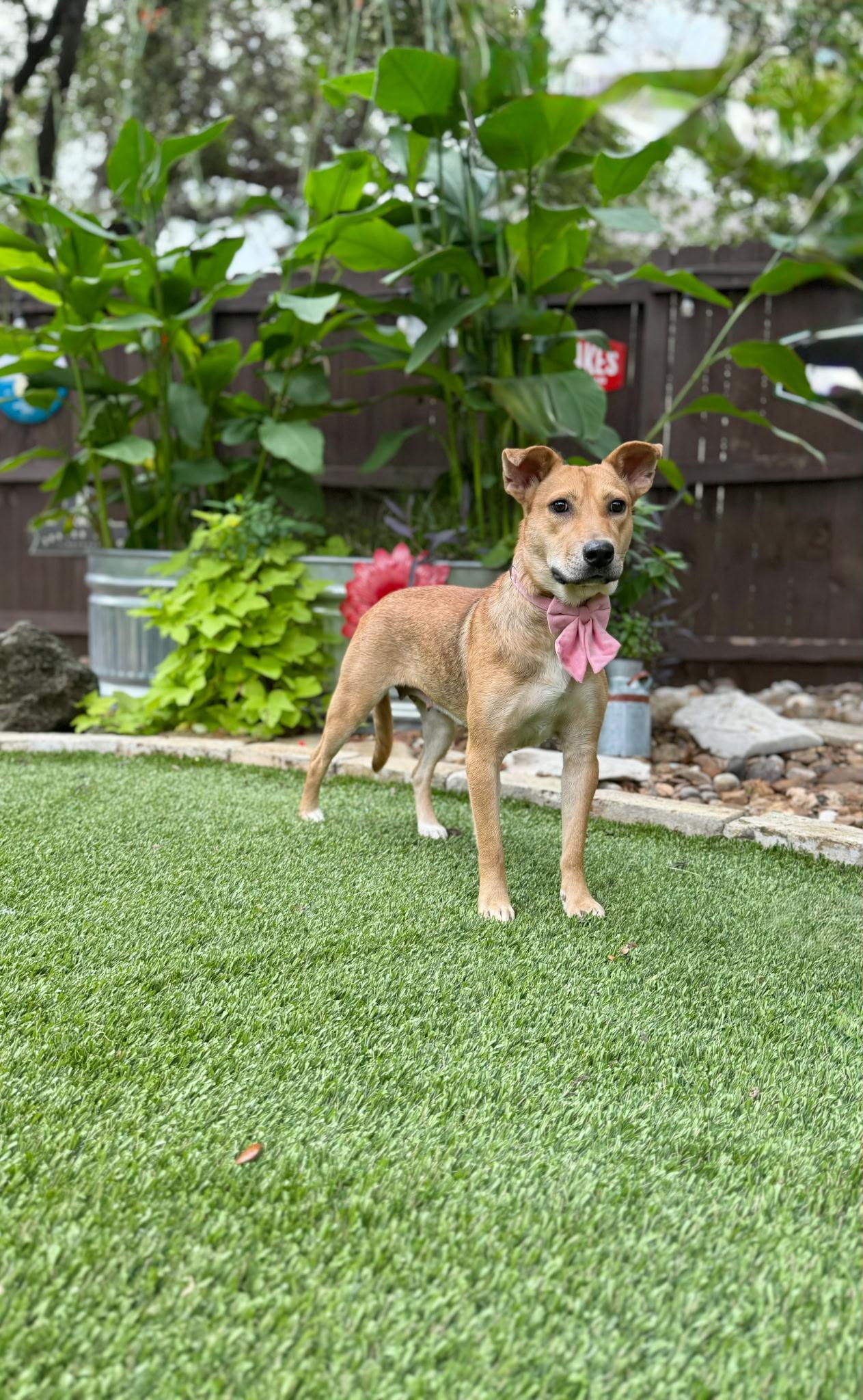 Enlarge July, a Adoptable mixed breed in West Islip, NY image 4/4