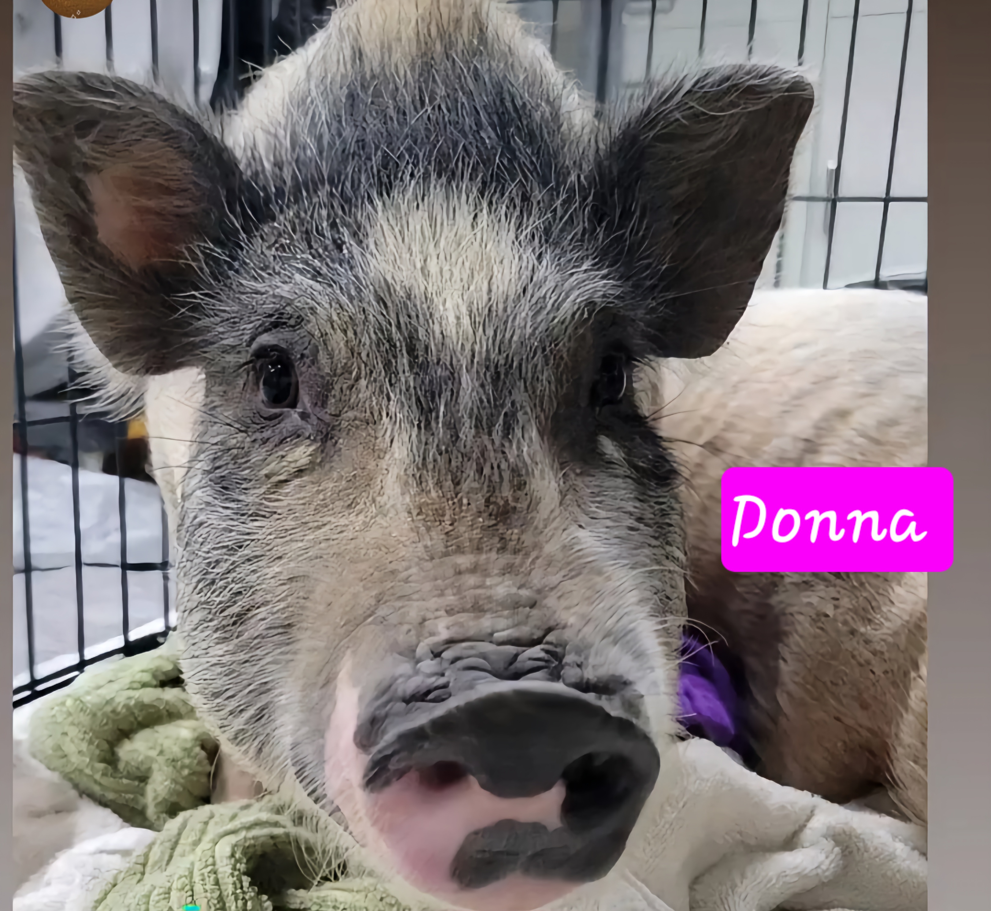 Enlarge Donna, a Adoptable Pot Bellied in Agua Dulce, CA image 1/1