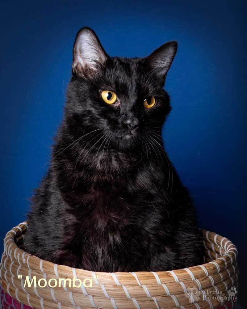 Enlarge Moomba, a Adopted Domestic Short Hair in Oak Ridge, TN image 3/4