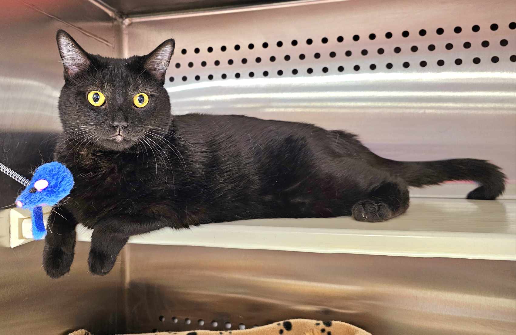 Enlarge Moomba, a Adopted Domestic Short Hair in Oak Ridge, TN image 4/4