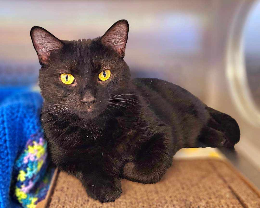 Enlarge Moomba, a Adopted Domestic Short Hair in Oak Ridge, TN image 1/4