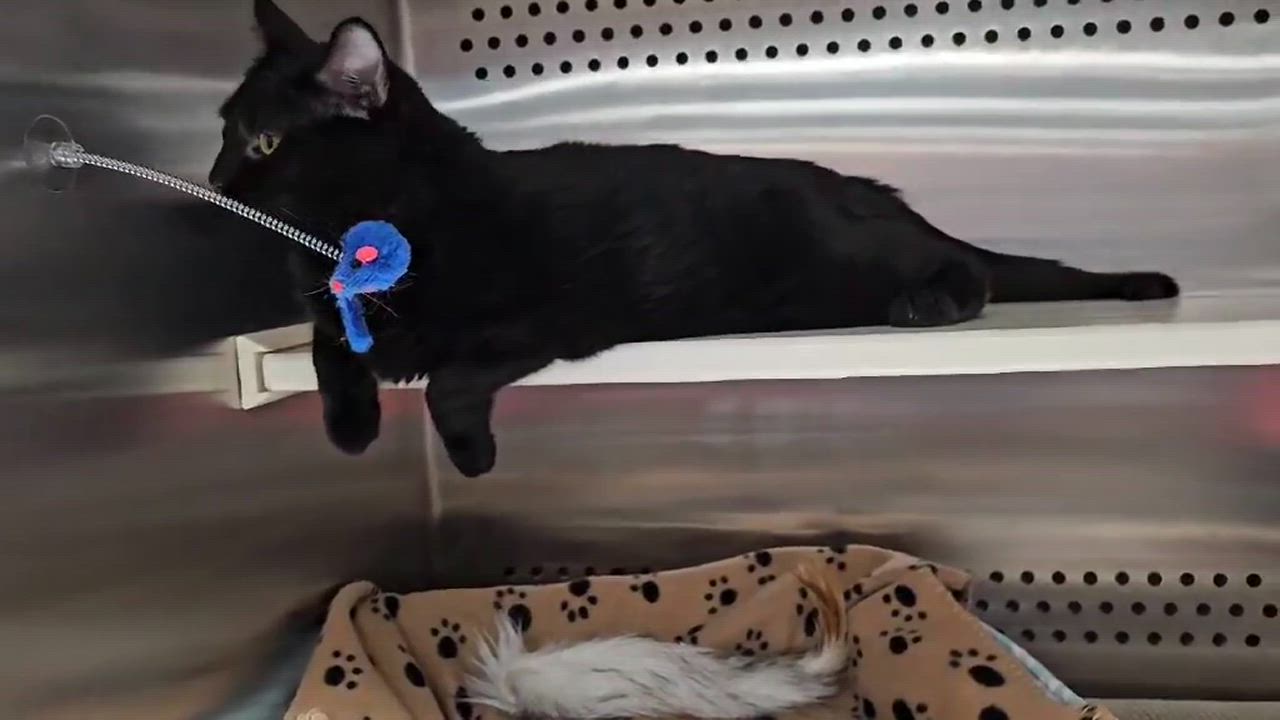 Enlarge Moomba, a Adopted Domestic Short Hair in Oak Ridge, TN video 2/4