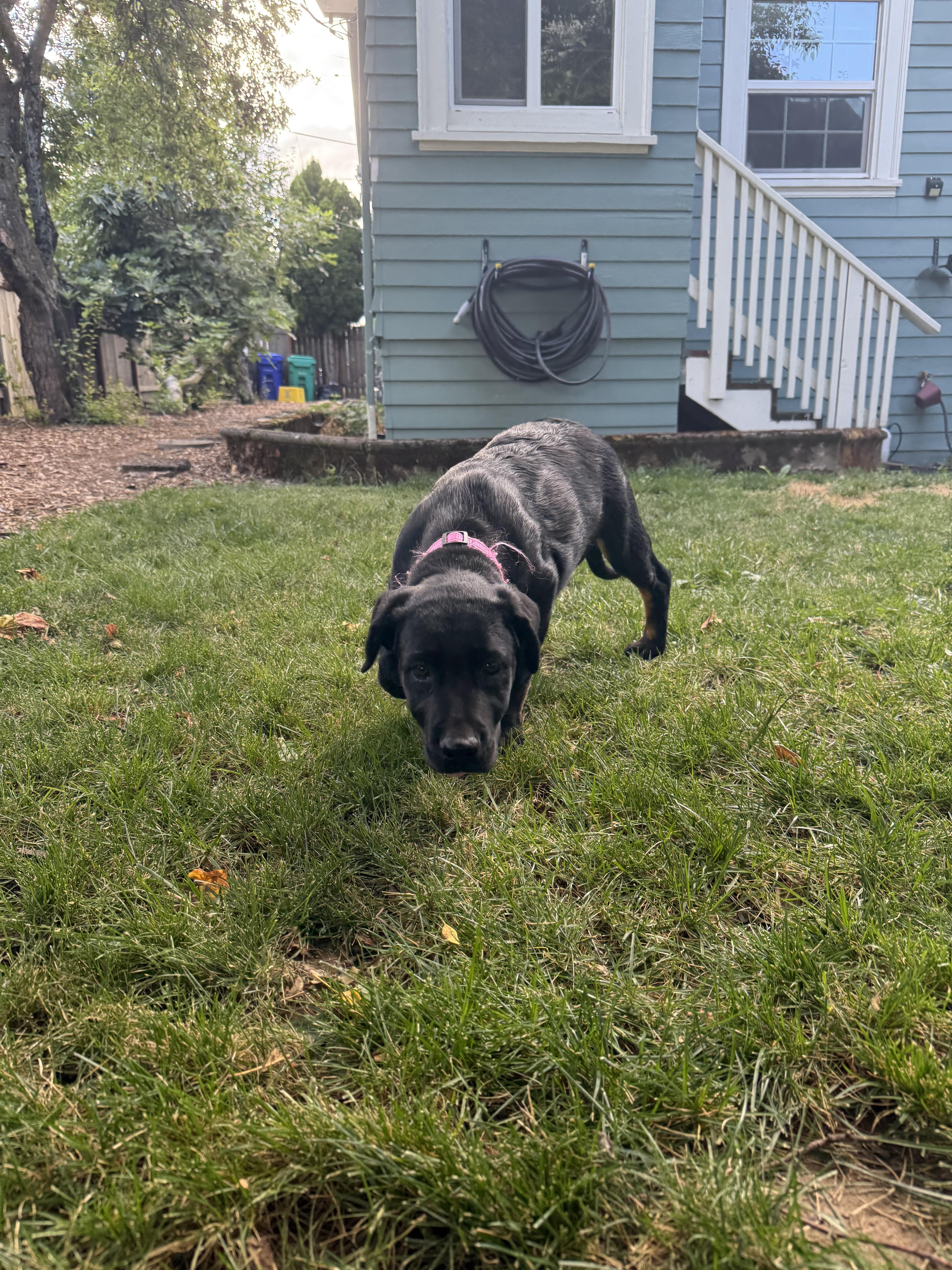 Enlarge Bonnie, a Adoptable mixed breed in Portland , OR image 2/5