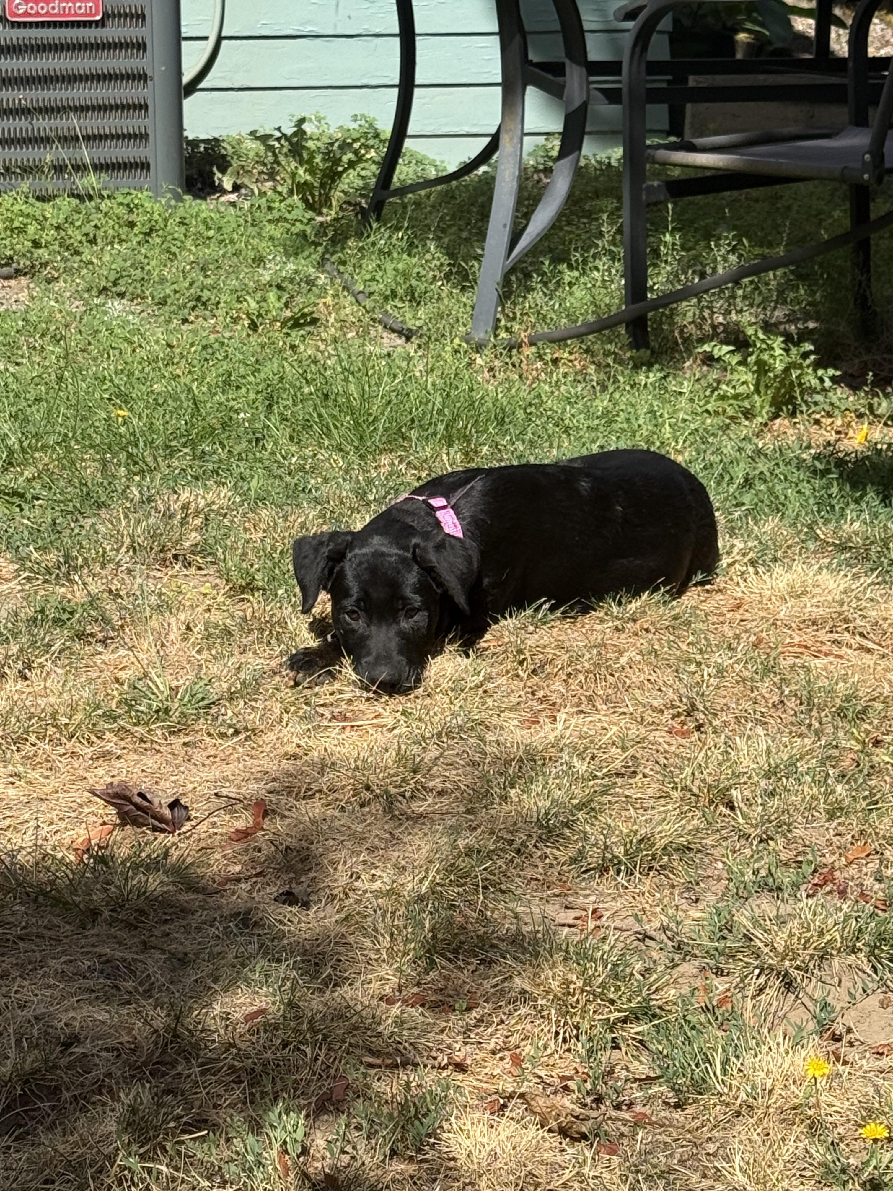 Enlarge Bonnie, a Adoptable mixed breed in Portland , OR image 4/5