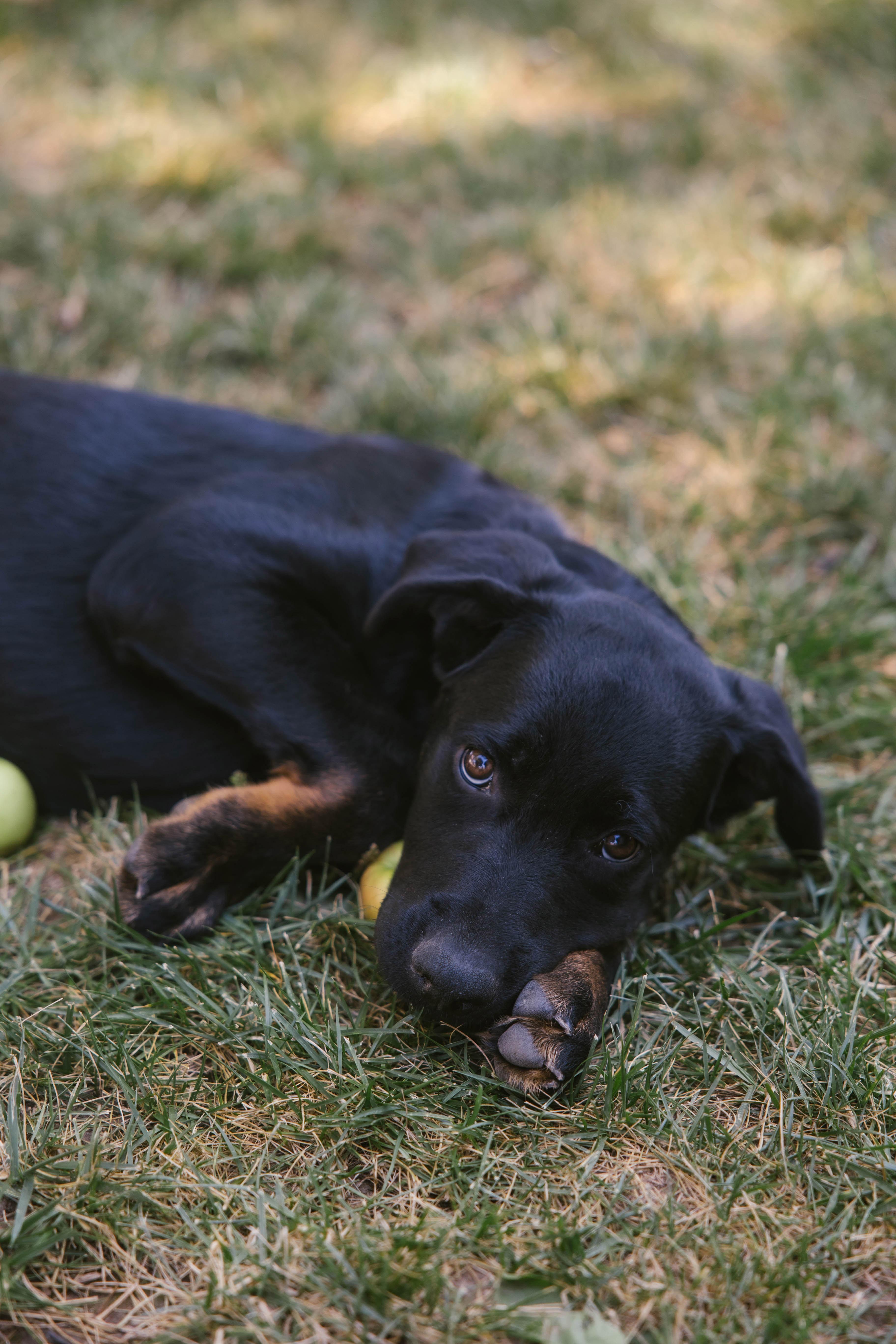 Enlarge Bonnie, a Adoptable mixed breed in Portland , OR image 1/5