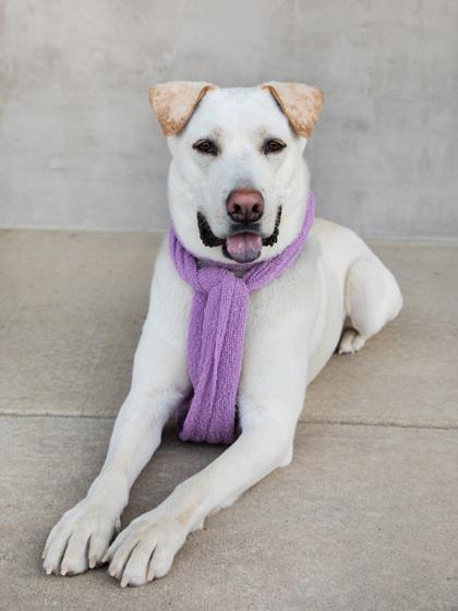 Enlarge Stoli, a Adoptable mixed breed in Longmont, CO image 1/3