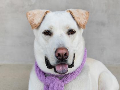 Enlarge Stoli, a Adoptable mixed breed in Longmont, CO image 2/3
