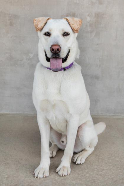 Enlarge Stoli, a Adoptable mixed breed in Longmont, CO image 3/3