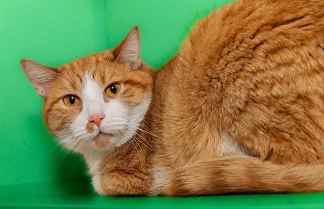 JACOB, Adoptable, Adult Male Domestic Short Hair & Domestic Short Hair.