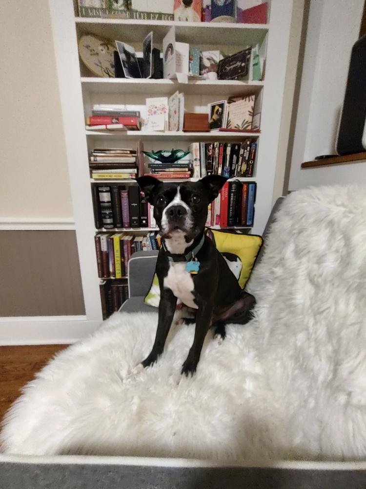 Truman, a Adoptable Boston Terrier in Jackson, TN image 3/6