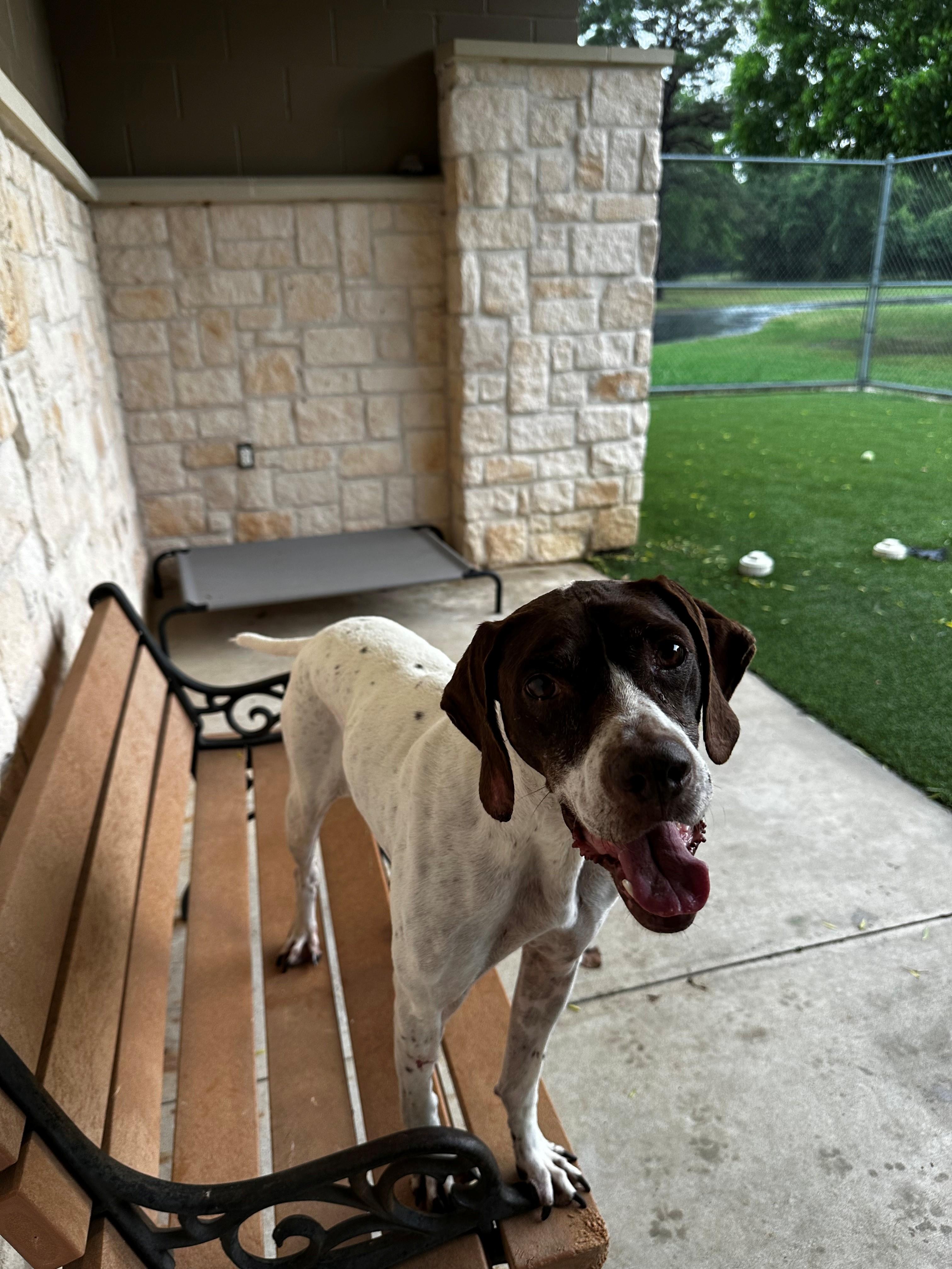 Ginger, a ADOPTABLE German Shorthaired Pointer in Lake Dallas, TX image 2/3