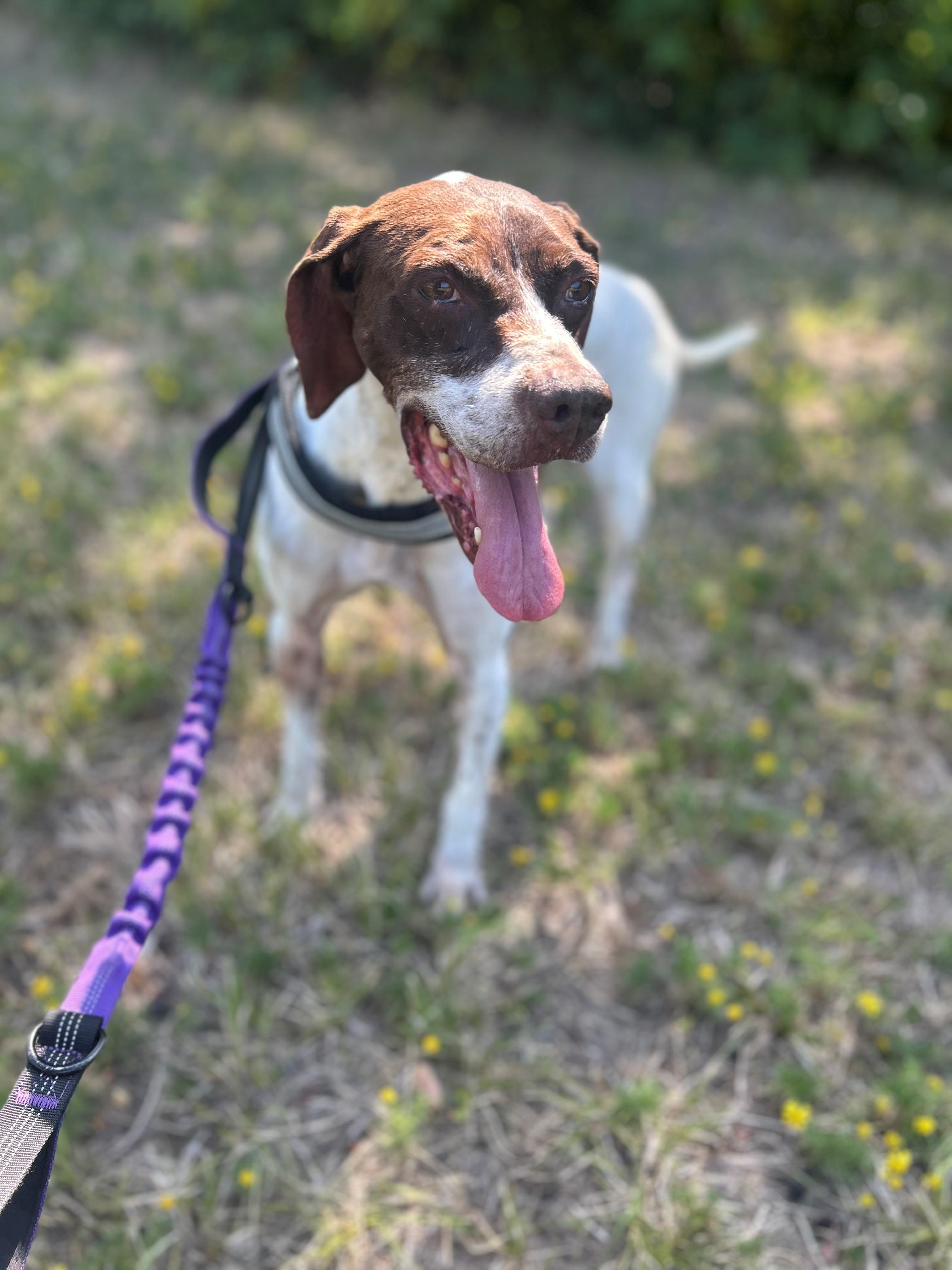 Enlarge Ginger, a ADOPTABLE German Shorthaired Pointer in Lake Dallas, TX image 1/4