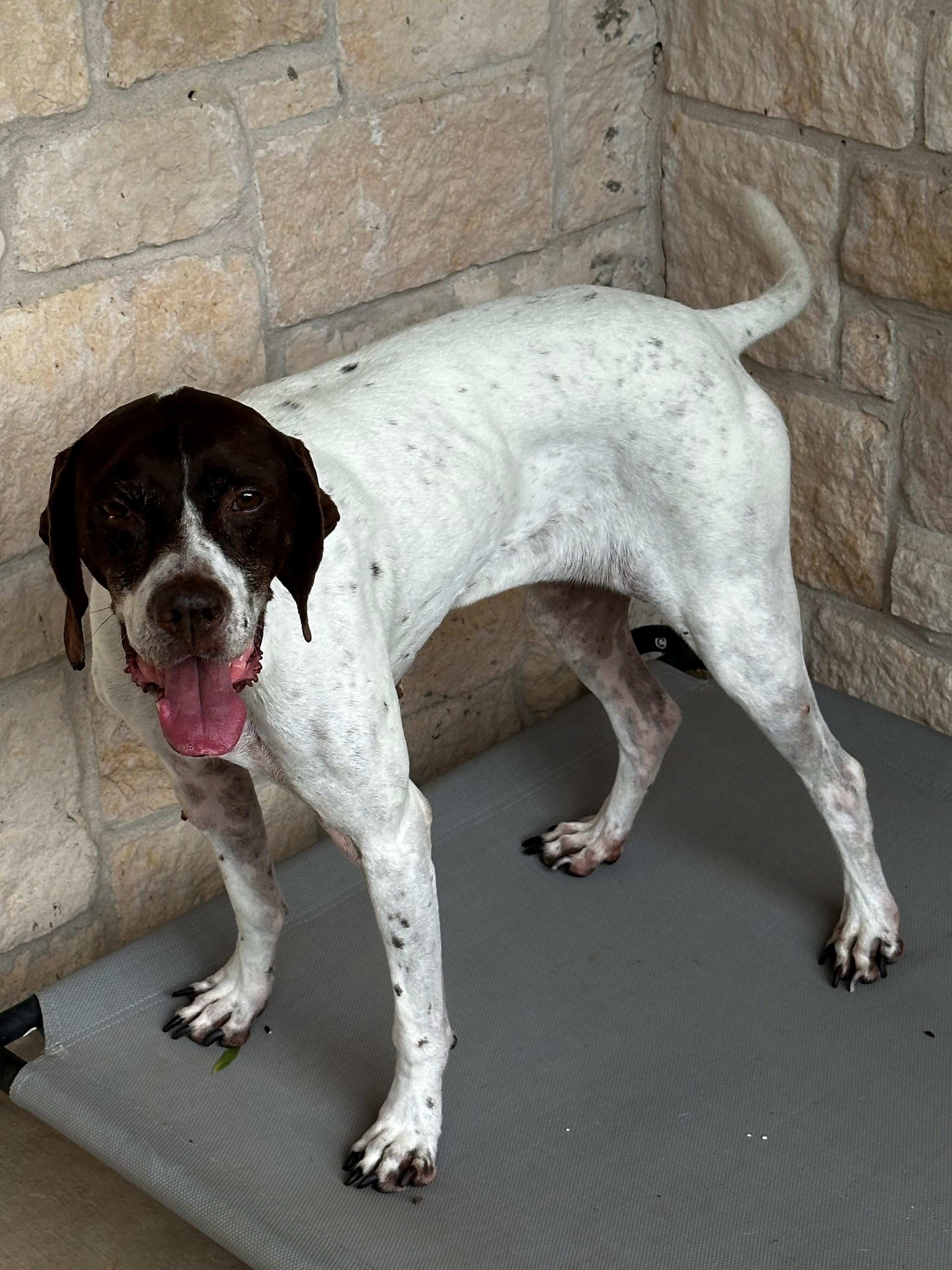 Ginger, a ADOPTABLE German Shorthaired Pointer in Lake Dallas, TX image 1/3