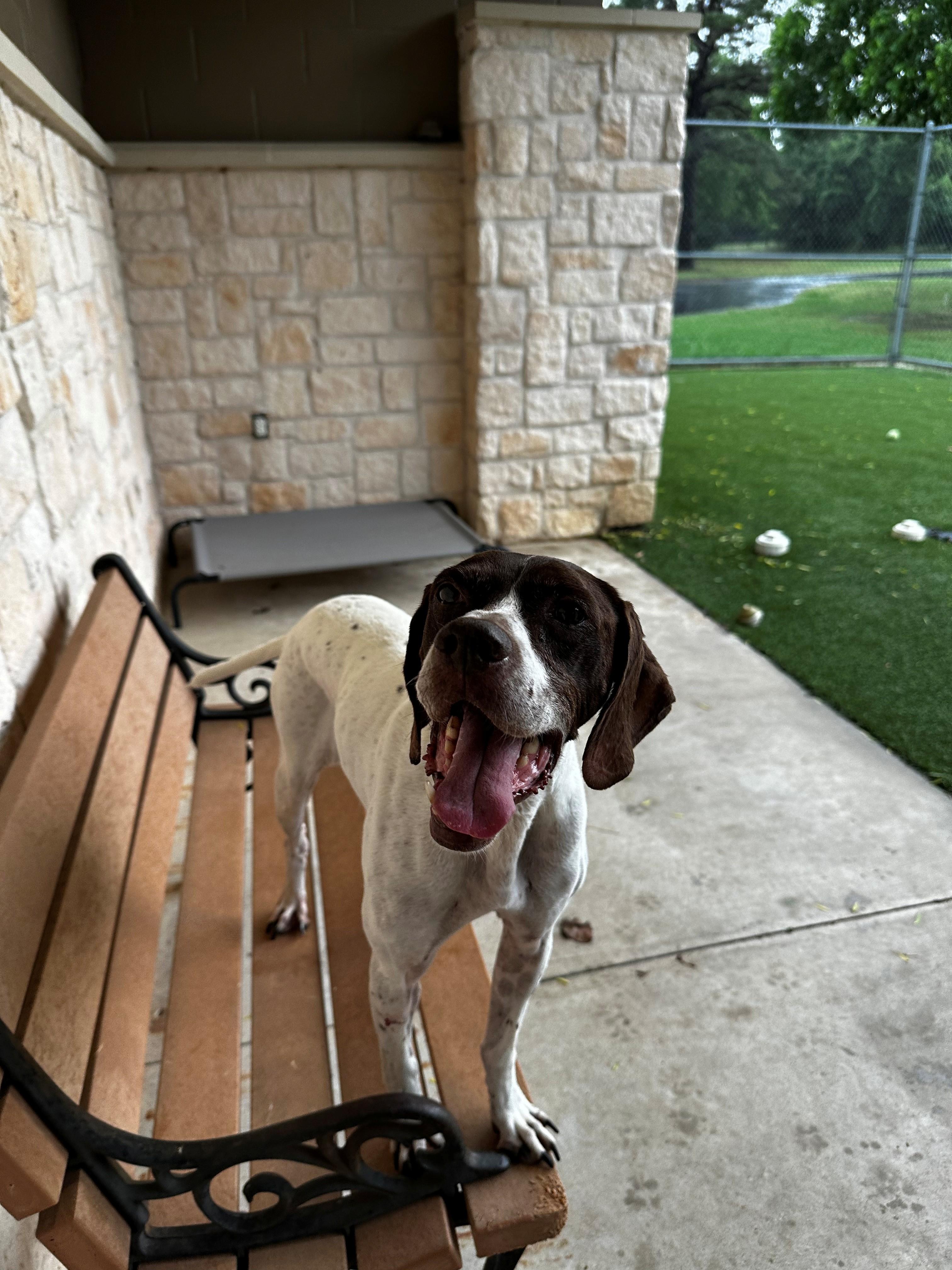 Ginger, a ADOPTABLE German Shorthaired Pointer in Lake Dallas, TX image 3/3