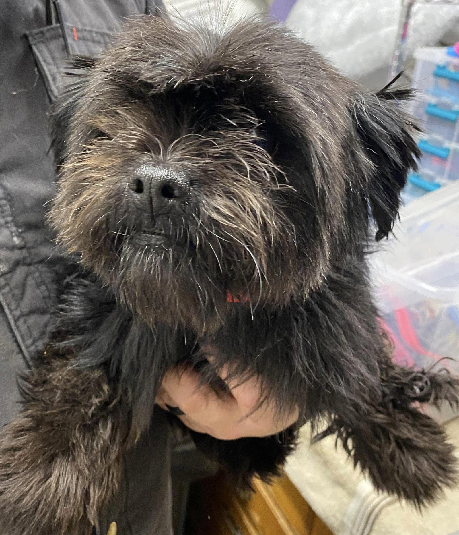 Betty, Adopted, Adult Female Yorkshire Terrier.