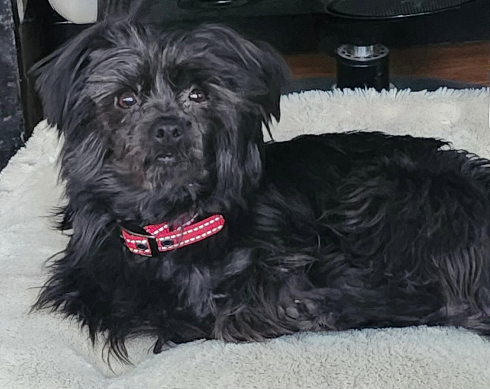 Betty, a Adopted Yorkshire Terrier in Lewistown, PA image 2/3